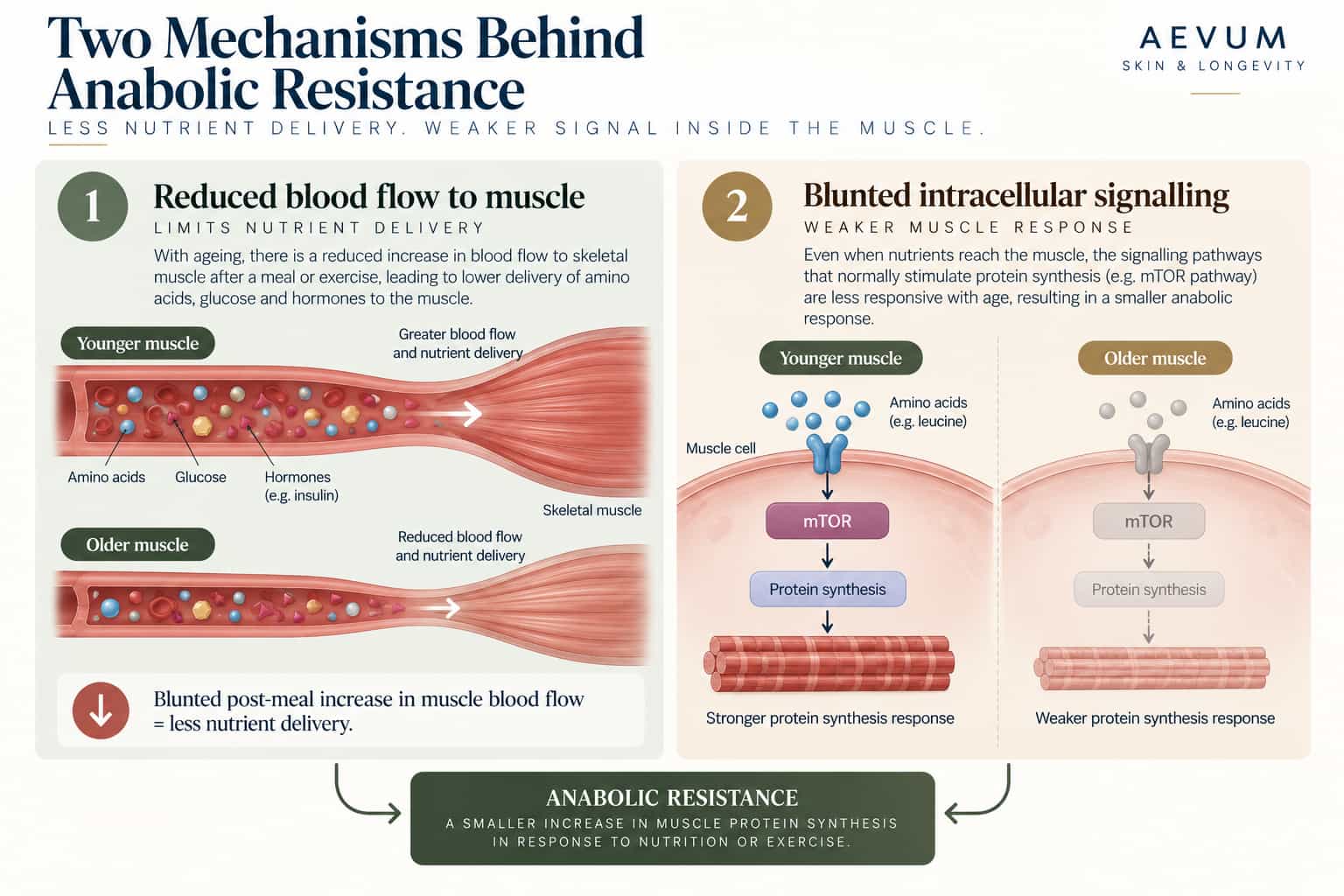 A diagram showing two separate mechanisms behind anabolic resistance — reduced blood flow limiting nutrient delivery to muscle, and blunted intracellular signalling within muscle cells themselves