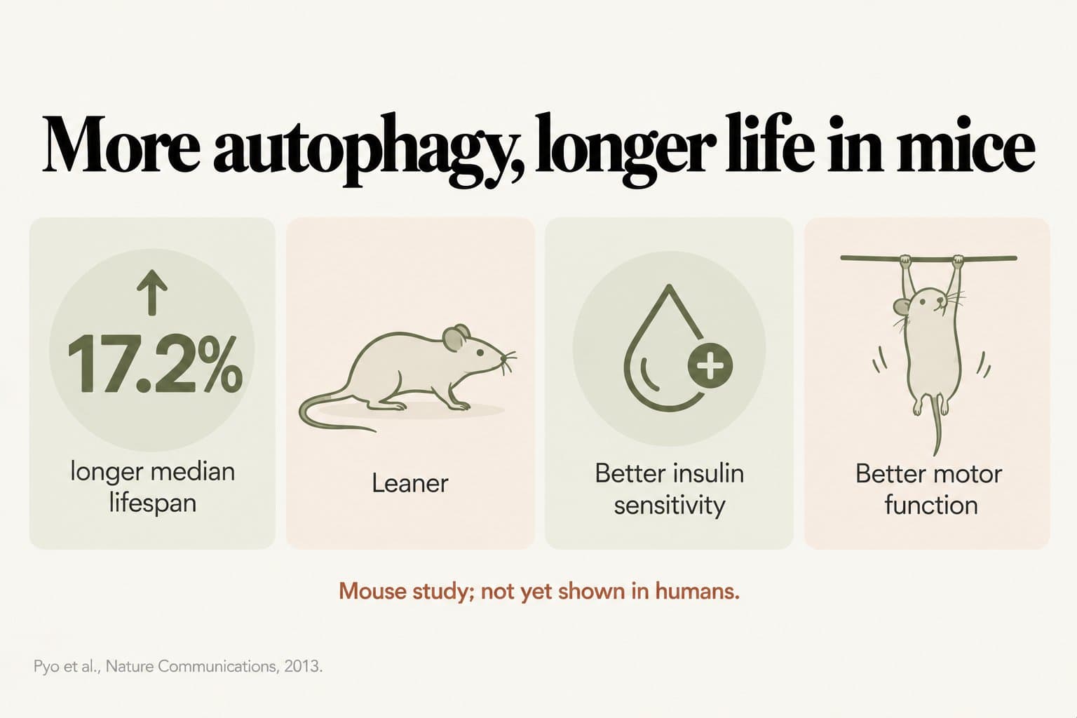 Stat tiles, more autophagy, longer life in mice: boosting the autophagy protein Atg5 extended median lifespan by 17.2%, and the mice were leaner, with better insulin sensitivity and better motor function; mouse study, not yet shown in humans (Pyo et al., Nature Communications, 2013)