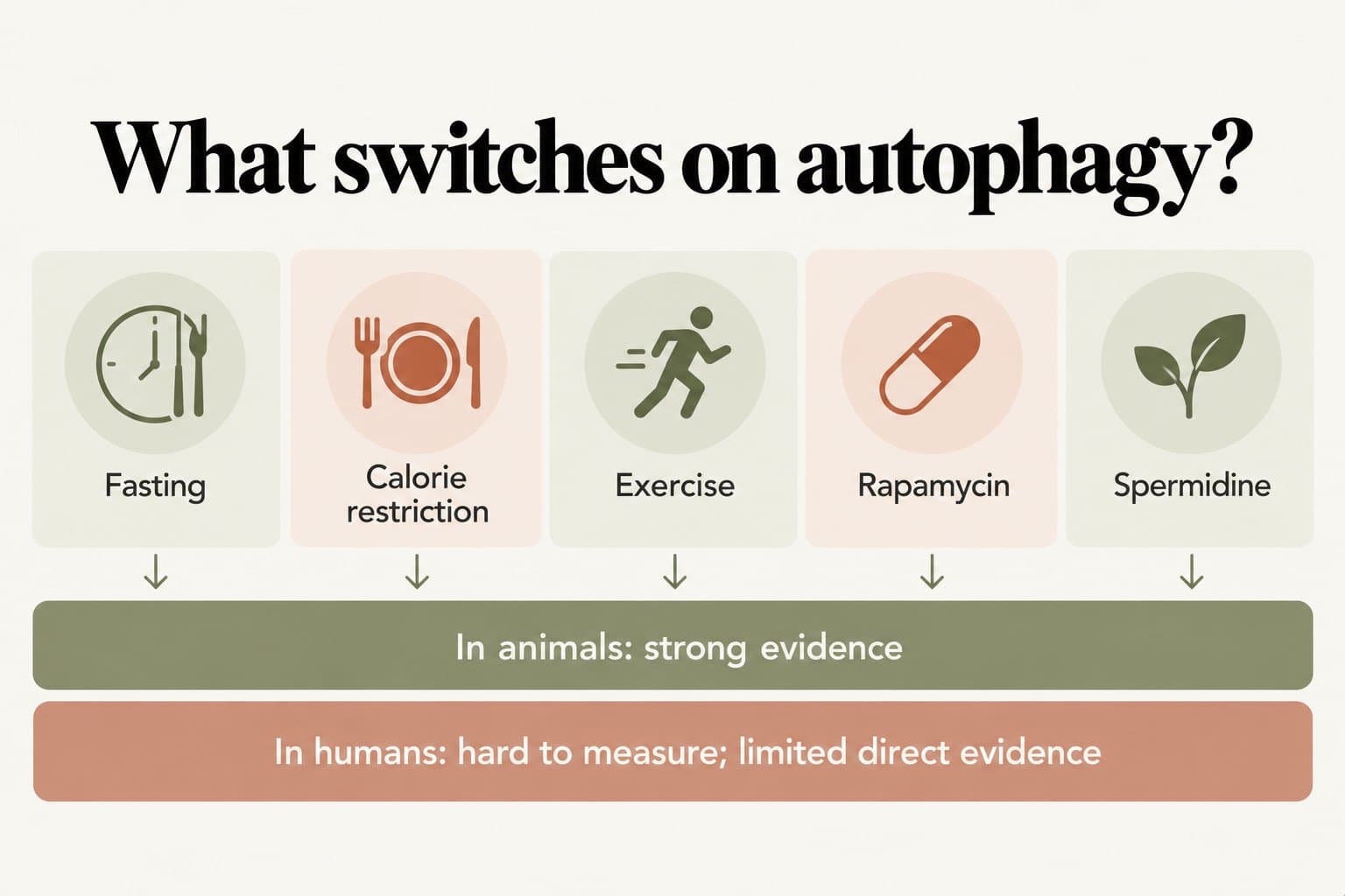 Evidence panel, what switches on autophagy? Fasting, calorie restriction, exercise, rapamycin and spermidine; in animals the evidence is strong, while in humans autophagy is hard to measure and direct evidence is limited