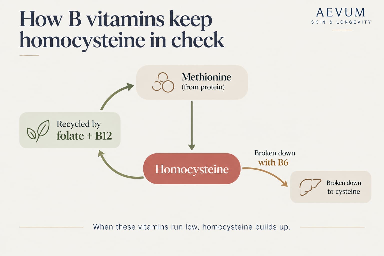 Diagram of the homocysteine cycle: methionine from protein becomes homocysteine, which is recycled back to methionine by folate and B12, or broken down to cysteine with B6. When these vitamins run low, homocysteine builds up