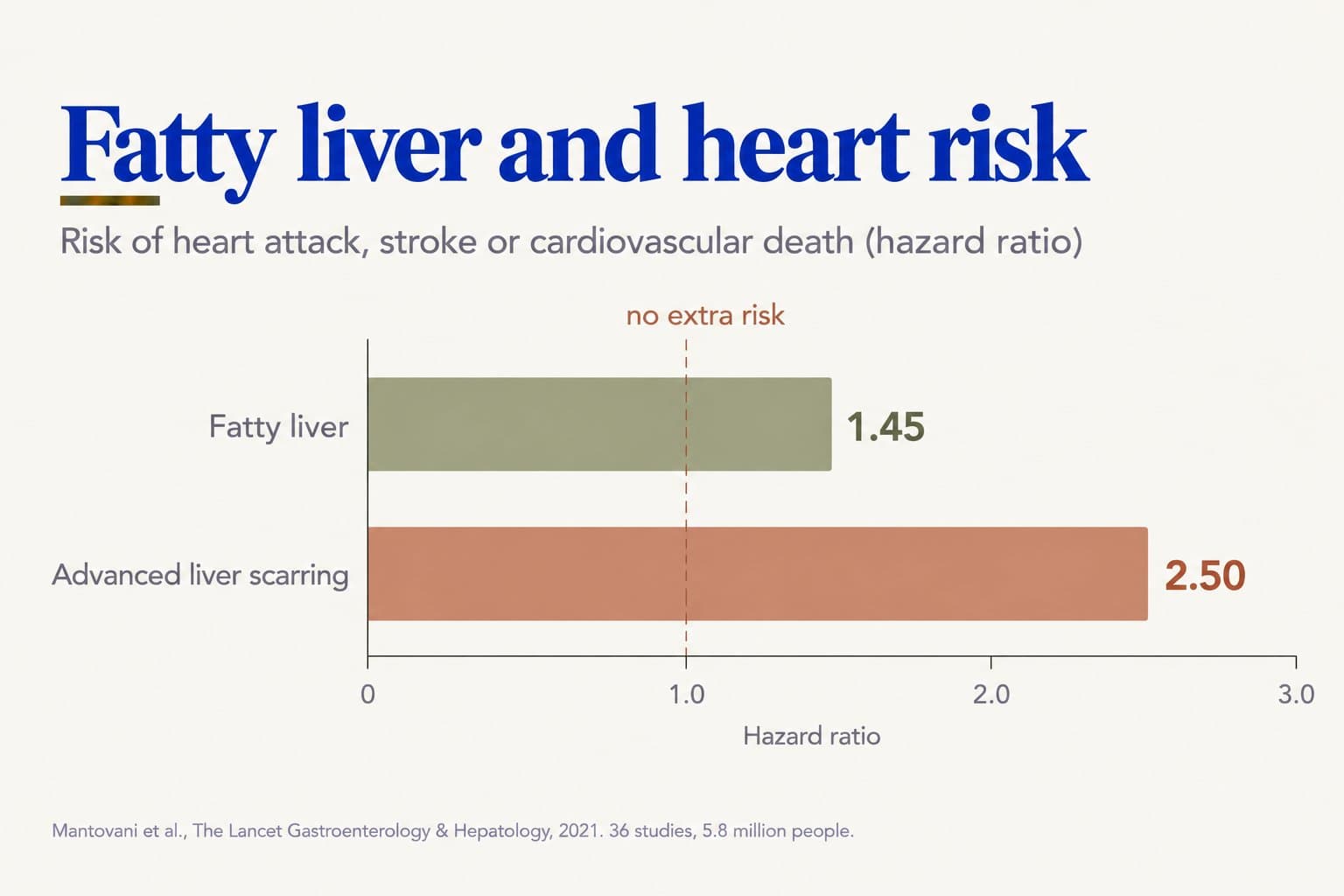Bar chart, fatty liver and heart risk: hazard ratio for heart attack, stroke or cardiovascular death is 1.45 with fatty liver and 2.50 with advanced liver scarring (Mantovani et al., The Lancet Gastroenterology & Hepatology, 2021, 36 studies, 5.8 million people)