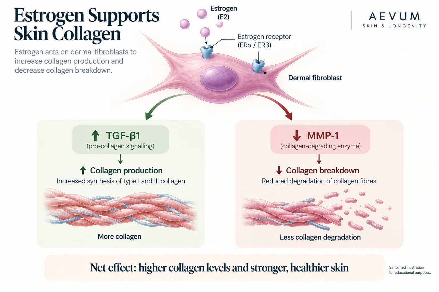 A diagram showing estrogen receptors on a dermal fibroblast, with two branching pathways — increased TGF-β1/collagen production, and decreased MMP-1/collagen breakdown