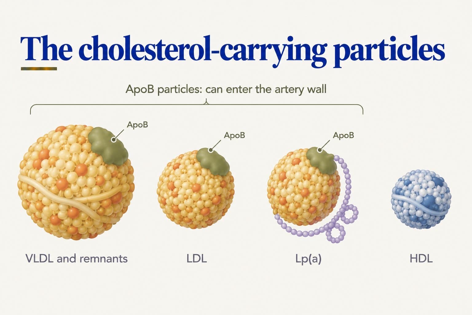 Illustration of the cholesterol-carrying particles: VLDL and remnants, LDL and Lp(a) each carry one ApoB protein and can enter the artery wall, while HDL carries none; Lp(a) has an extra looping protein chain attached