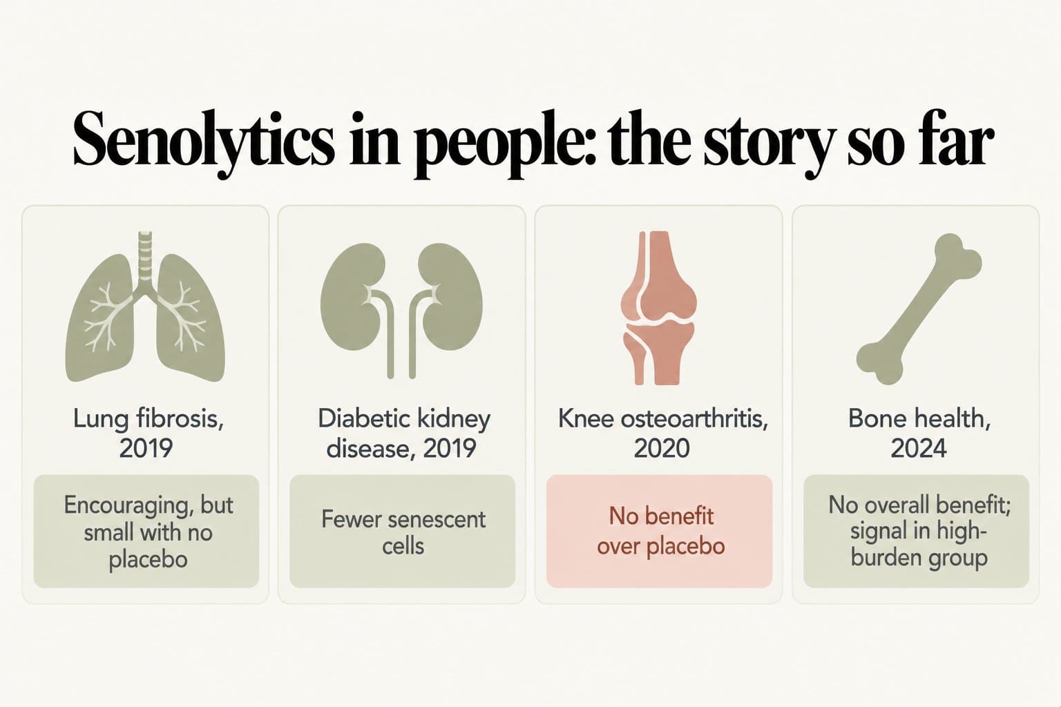 Scoreboard, senolytics in people: the story so far. Lung fibrosis 2019: encouraging, but small with no placebo; diabetic kidney disease 2019: fewer senescent cells; knee osteoarthritis 2020: no benefit over placebo; bone health 2024: no overall benefit, signal in high-burden group