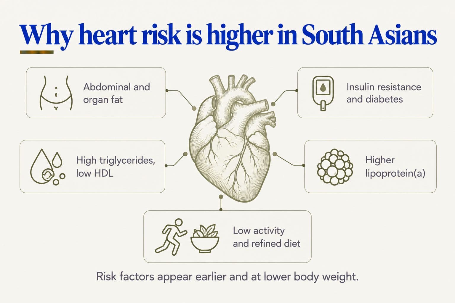 Diagram, why heart risk is higher in South Asians: abdominal and organ fat, insulin resistance and diabetes, high triglycerides and low HDL, higher lipoprotein(a), and low activity with a refined diet all feed into heart risk; risk factors appear earlier and at lower body weight