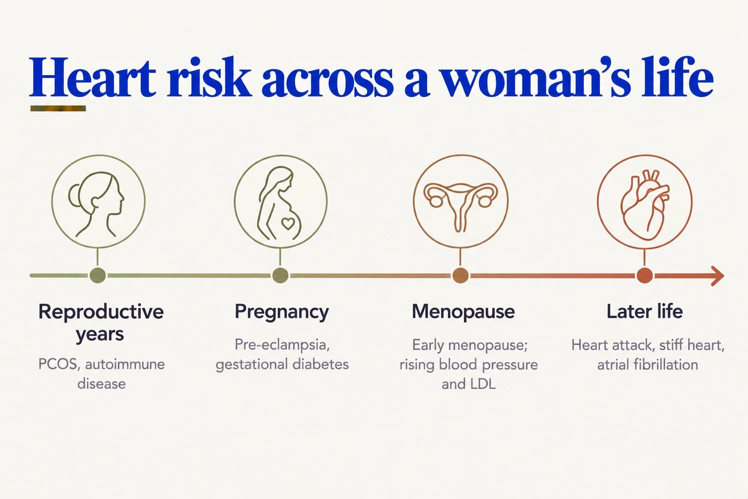 Timeline, heart risk across a woman's life: reproductive years (PCOS, autoimmune disease), pregnancy (pre-eclampsia, gestational diabetes), menopause (early menopause, rising blood pressure and LDL) and later life (heart attack, stiff heart, atrial fibrillation)