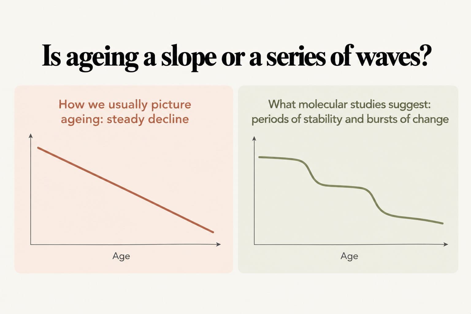 Comparison chart, is ageing a slope or a series of waves? How we usually picture ageing is a steady straight-line decline, while molecular studies suggest periods of stability and bursts of change