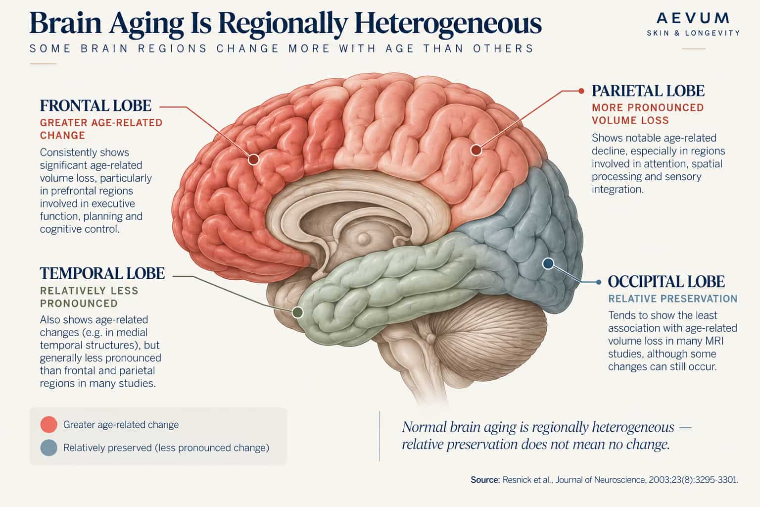 Brain diagram highlighting the frontal and parietal lobes as showing greater age-related volume decline, with the temporal and occipital lobes relatively preserved