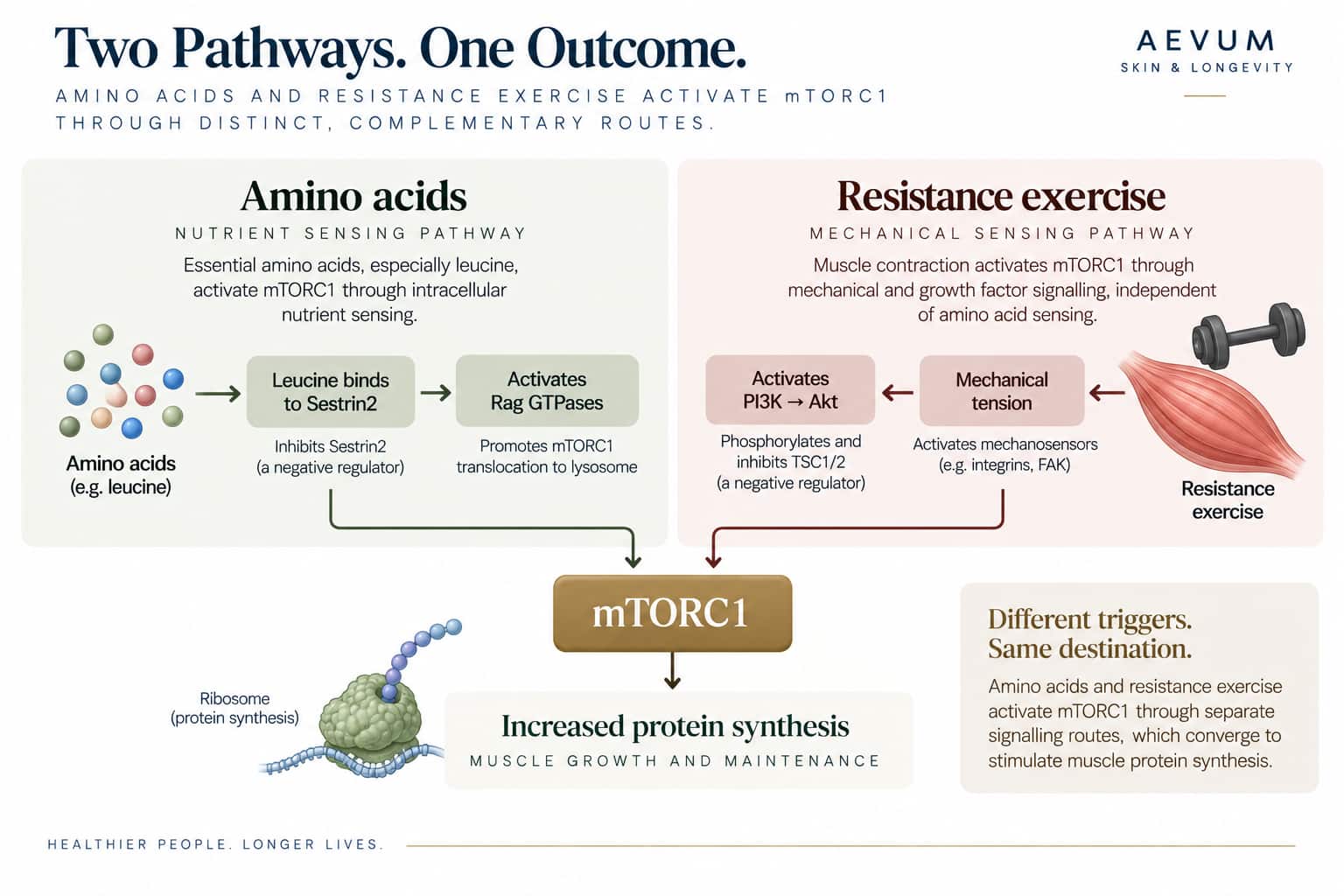 A diagram showing amino acids and resistance exercise activating mTORC1 through two separate, distinct signalling routes