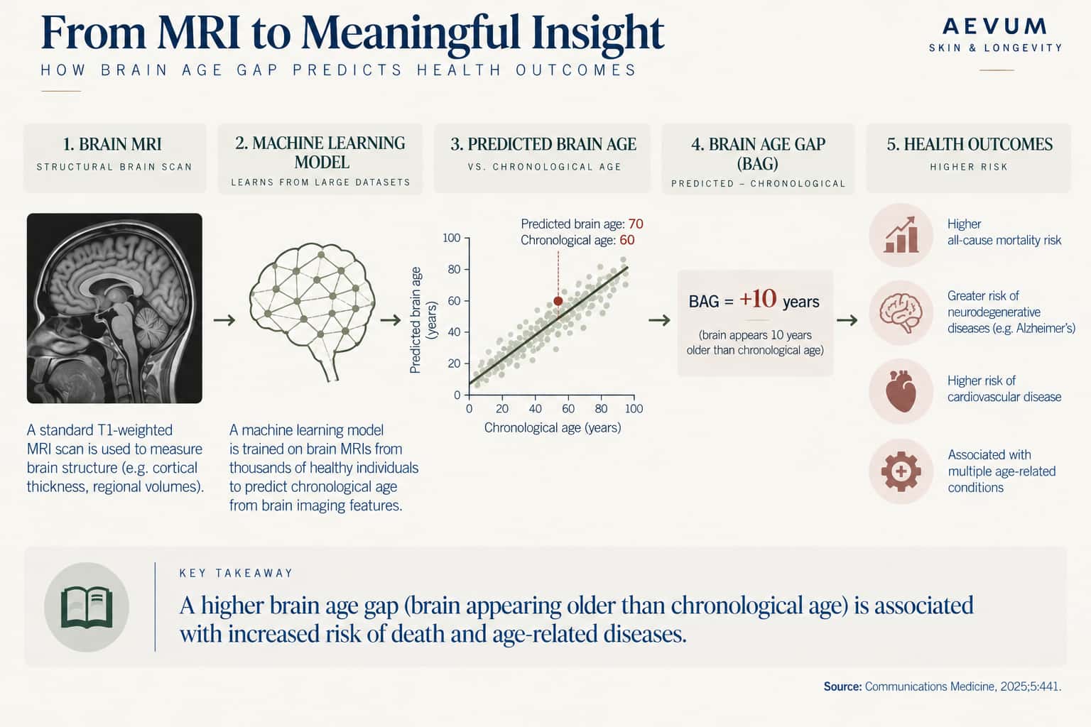 Pipeline diagram showing how brain age is estimated: a brain MRI is analyzed by a machine learning model to predict brain age, which is compared to chronological age to calculate the brain age gap, which predicts health outcomes