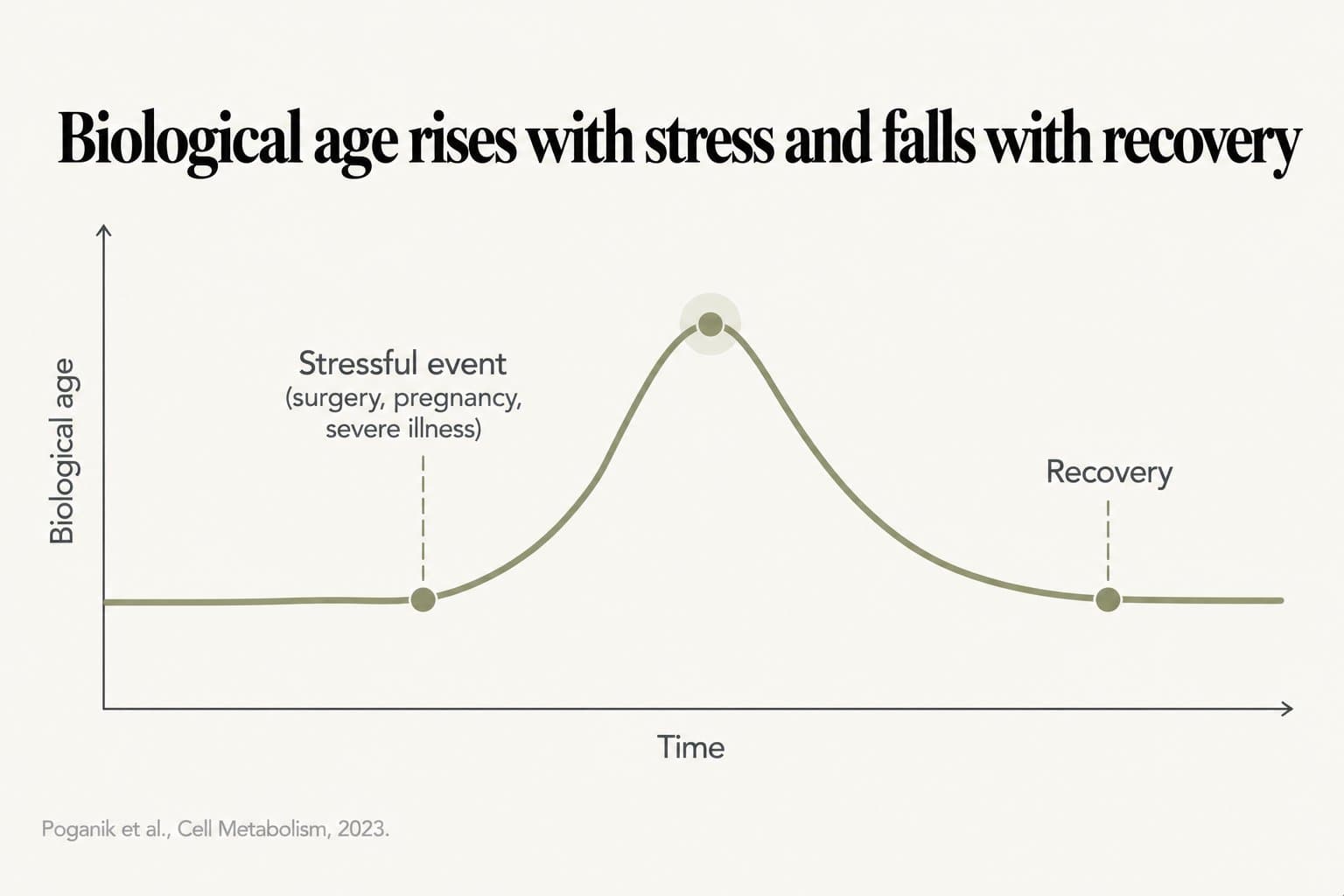 Line chart, biological age rises with stress and falls with recovery: biological age climbs sharply after a stressful event such as surgery, pregnancy or severe illness, then returns towards its starting level with recovery (Poganik et al., Cell Metabolism, 2023)