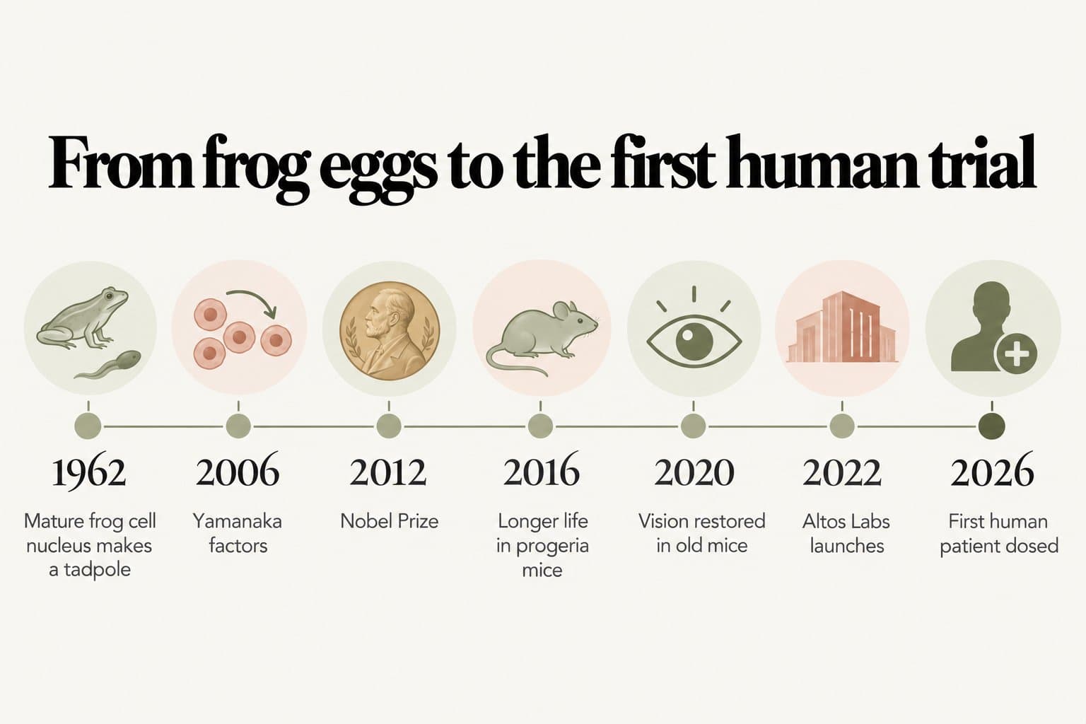Timeline, from frog eggs to the first human trial: 1962 a mature frog cell nucleus makes a tadpole, 2006 Yamanaka factors, 2012 Nobel Prize, 2016 longer life in progeria mice, 2020 vision restored in old mice, 2022 Altos Labs launches and 2026 first human patient dosed
