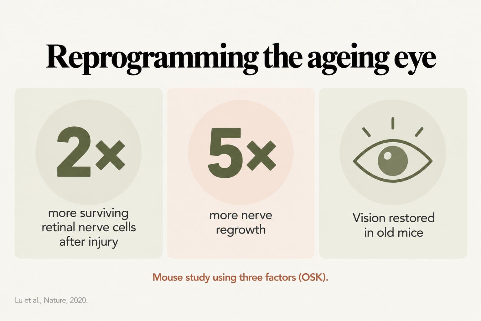 Stat tiles, reprogramming the ageing eye: 2 times more surviving retinal nerve cells after injury, 5 times more nerve regrowth and vision restored in old mice; mouse study using three factors (OSK) (Lu et al., Nature, 2020)