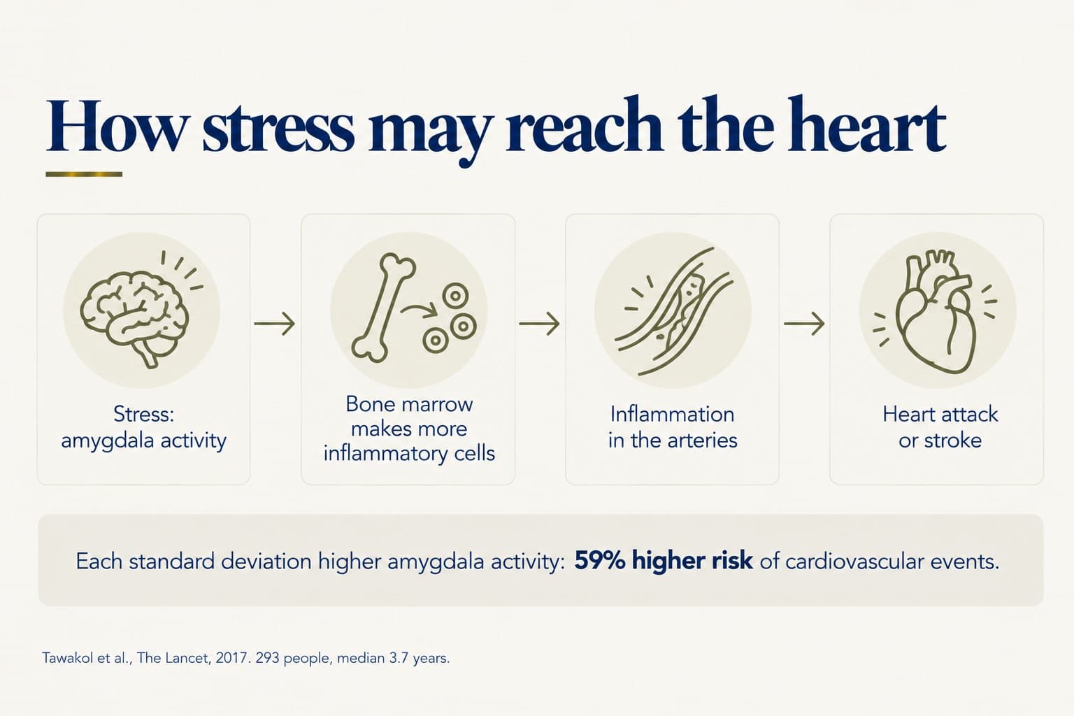 Flow diagram, how stress may reach the heart: stress and amygdala activity, then bone marrow makes more inflammatory cells, then inflammation in the arteries, then heart attack or stroke; each standard deviation higher amygdala activity carried a 59% higher risk of cardiovascular events (Tawakol et al., The Lancet, 2017, 293 people, median 3.7 years)