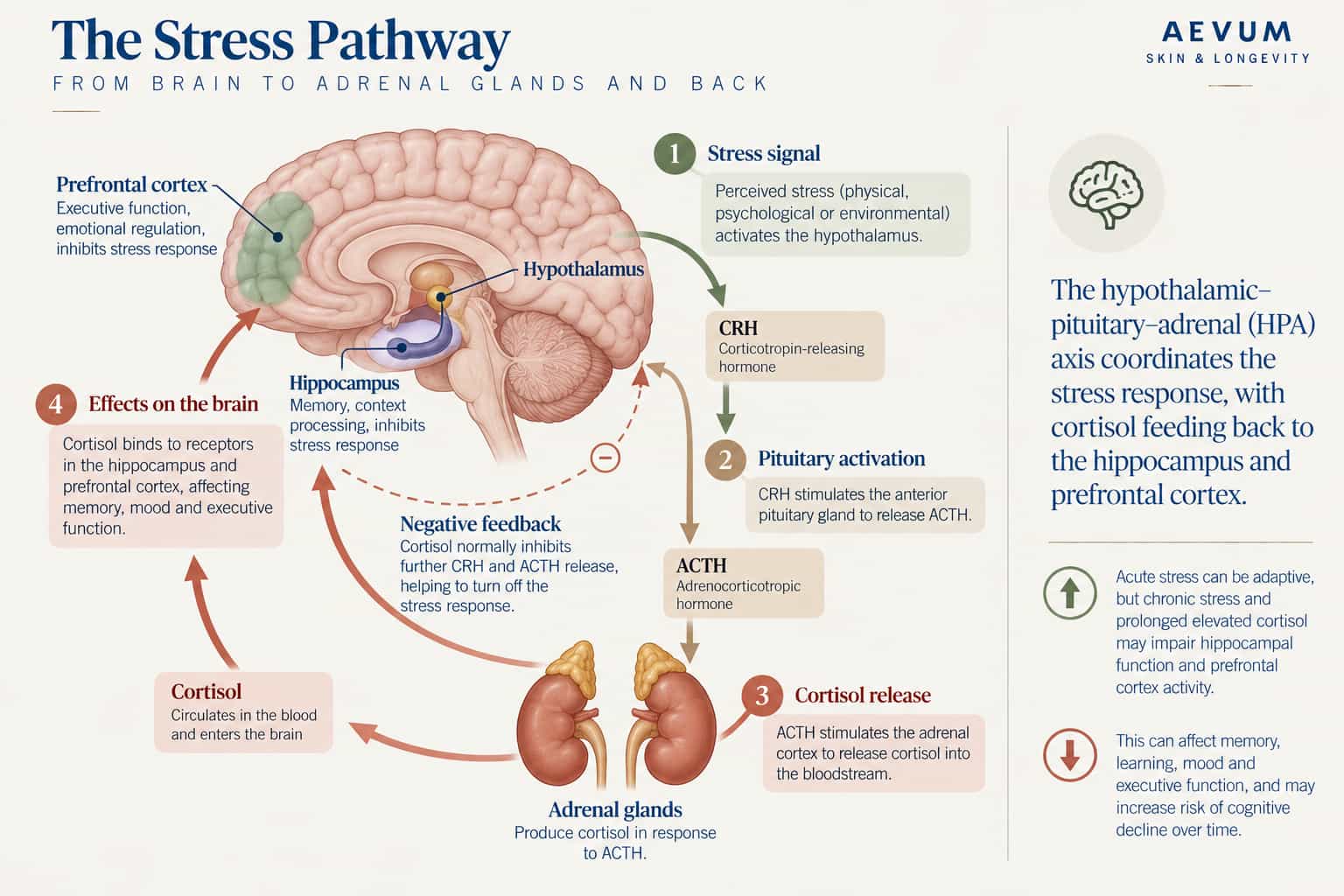 Diagram of the HPA axis: the hypothalamus releases CRH, the pituitary releases ACTH, the adrenal glands release cortisol, and cortisol feeds back to the hippocampus and prefrontal cortex