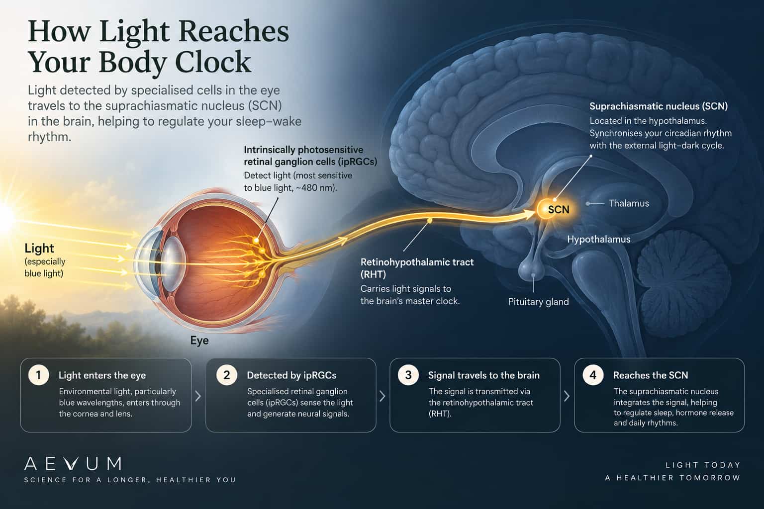 A diagram showing how light travels from the eye to the suprachiasmatic nucleus in the brain