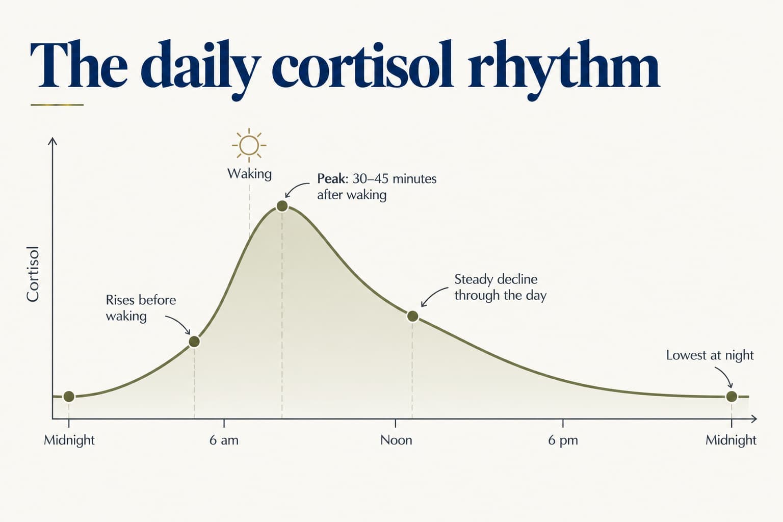 24-hour cortisol curve: low around midnight, rising before waking, peaking 30-45 minutes after waking, declining steadily through the day and lowest at night