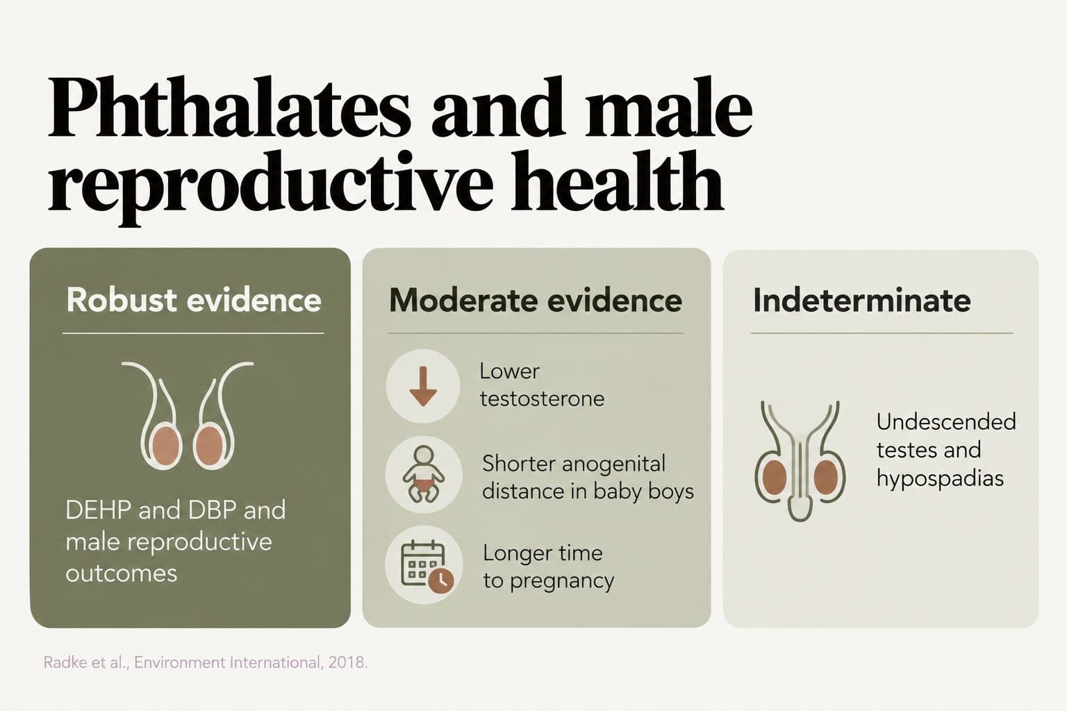Evidence tiers, phthalates and male reproductive health: robust evidence for DEHP and DBP and male reproductive outcomes; moderate evidence for lower testosterone, shorter anogenital distance in baby boys and longer time to pregnancy; indeterminate for undescended testes and hypospadias (Radke et al., Environment International, 2018)