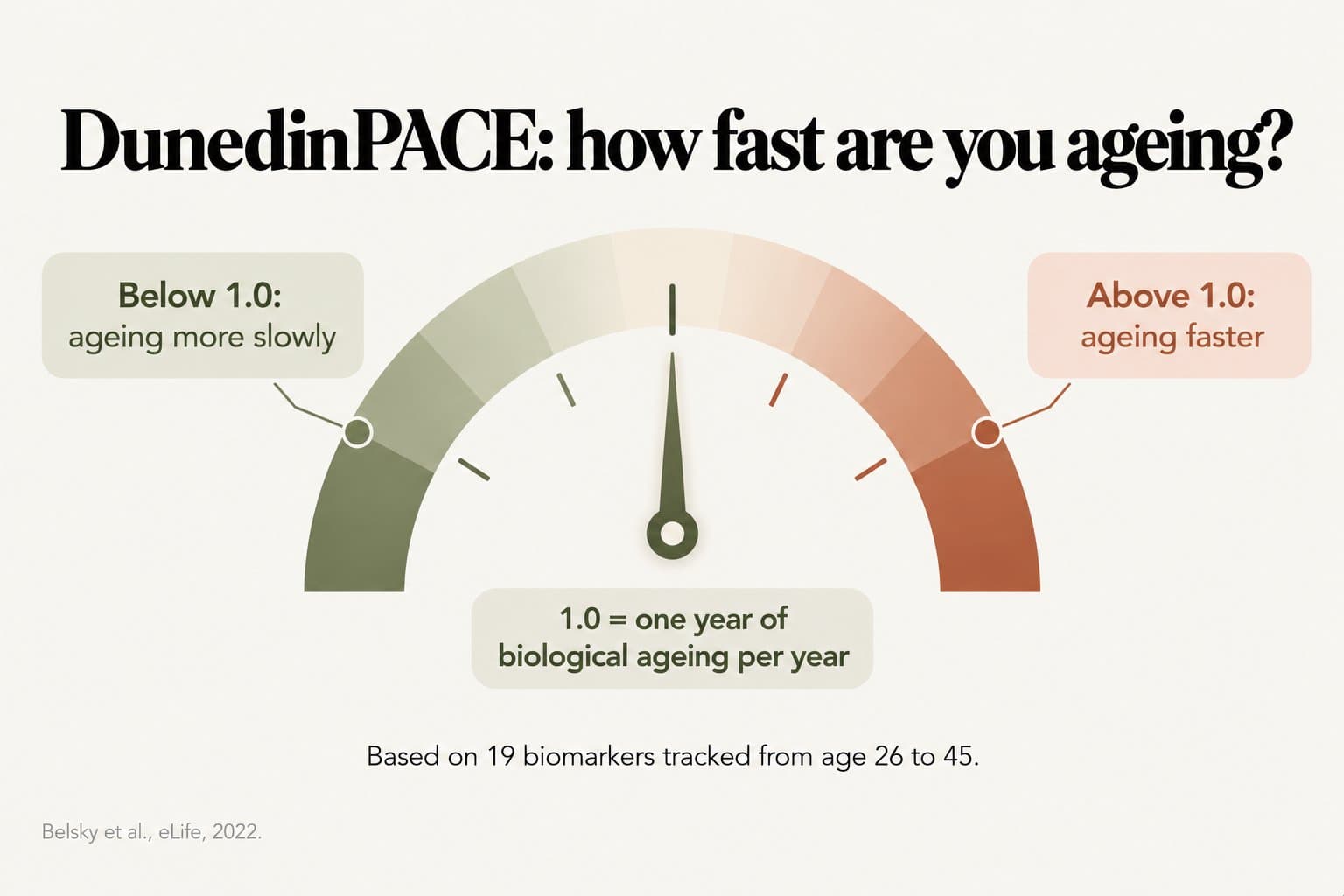 Dial, DunedinPACE: how fast are you ageing? 1.0 means one year of biological ageing per year; below 1.0 means ageing more slowly and above 1.0 ageing faster; based on 19 biomarkers tracked from age 26 to 45 (Belsky et al., eLife, 2022)