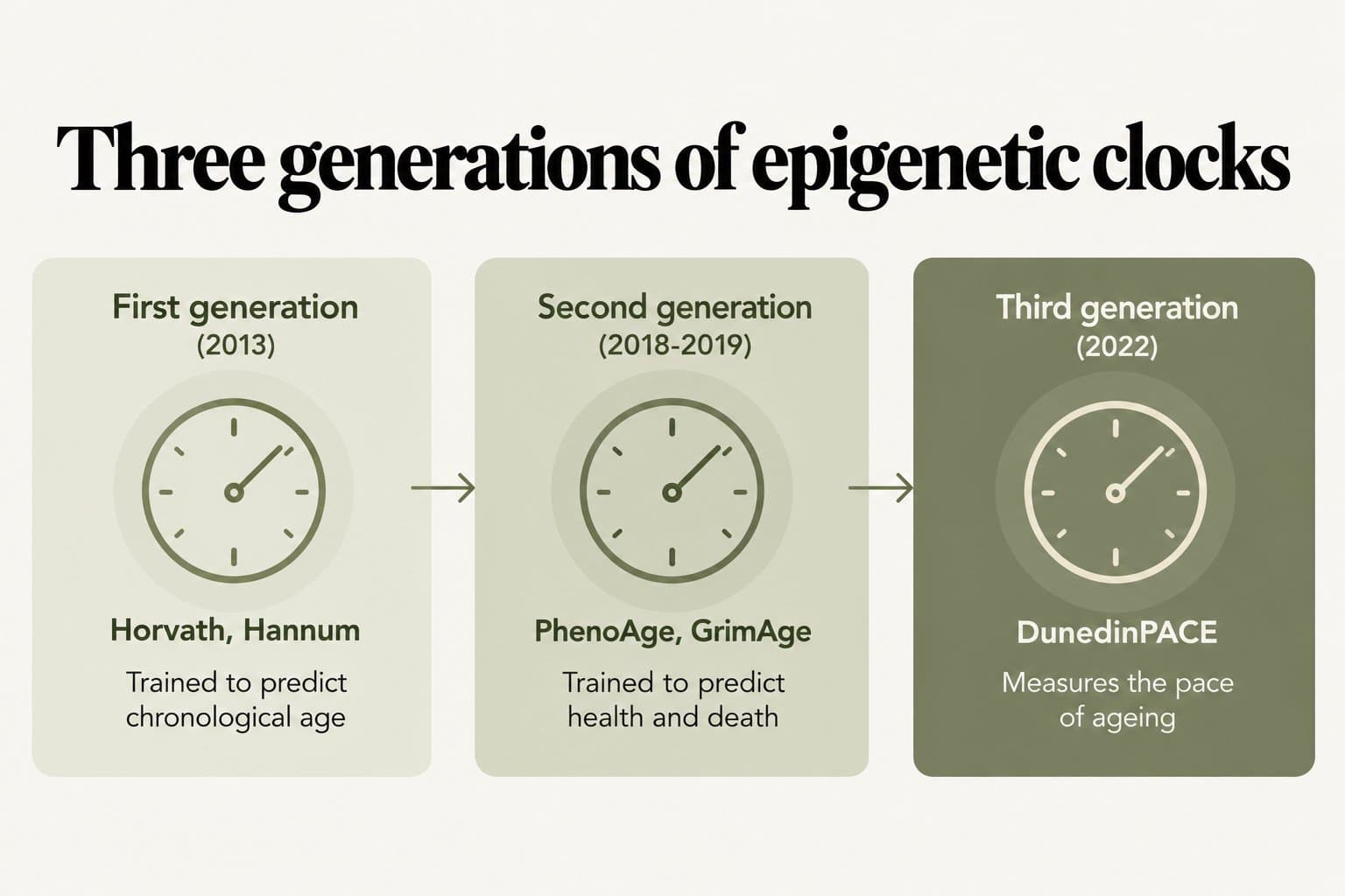 Timeline, three generations of epigenetic clocks: first generation (2013), Horvath and Hannum, trained to predict chronological age; second generation (2018-2019), PhenoAge and GrimAge, trained to predict health and death; third generation (2022), DunedinPACE, measures the pace of ageing