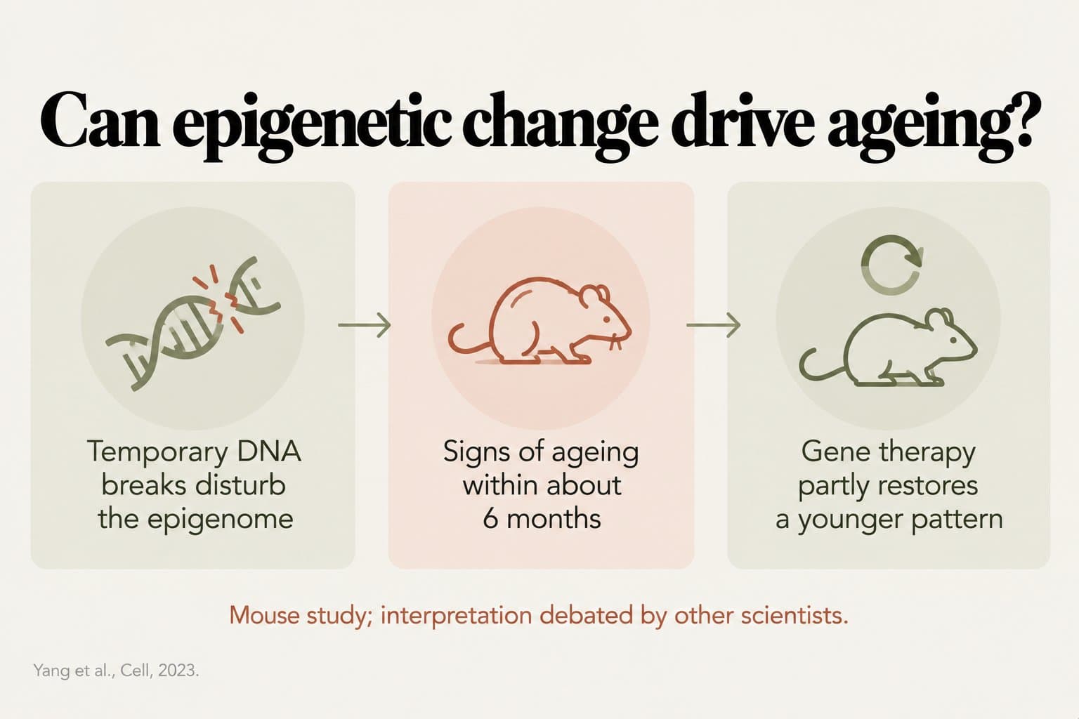 Three-step diagram, can epigenetic change drive ageing? Temporary DNA breaks disturb the epigenome, mice show signs of ageing within about 6 months, and gene therapy partly restores a younger pattern; mouse study, interpretation debated by other scientists (Yang et al., Cell, 2023)