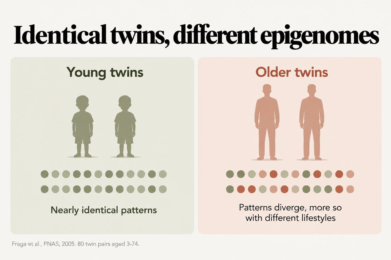 Two-panel diagram, identical twins, different epigenomes: young twins have nearly identical epigenetic patterns, while in older twins the patterns diverge, more so with different lifestyles (Fraga et al., PNAS, 2005, 80 twin pairs aged 3-74)