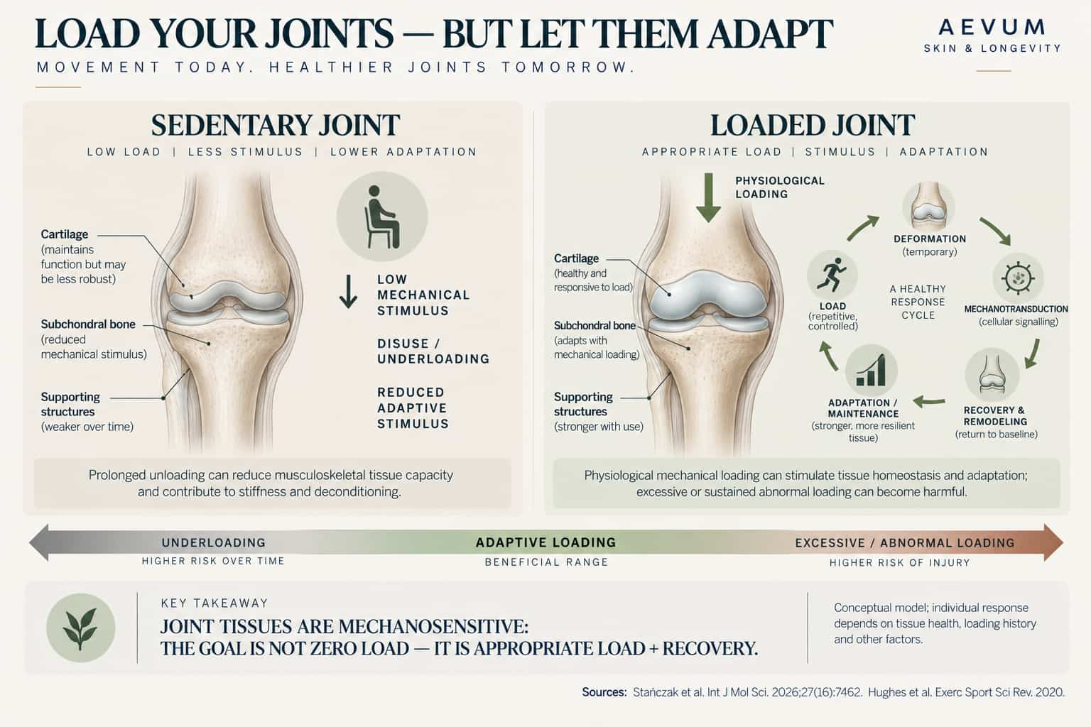 Comparison diagram of a sedentary, underloaded joint showing reduced adaptive stimulus versus a loaded joint showing a healthy cycle of deformation, cellular signalling, and adaptive remodeling