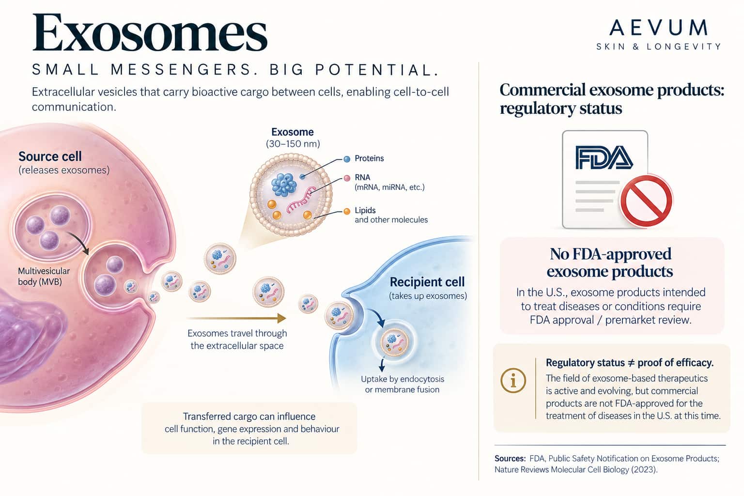 A diagram showing a cell releasing exosomes carrying proteins and genetic material to a neighbouring cell, alongside a separate icon representing the current regulatory status of commercial exosome products