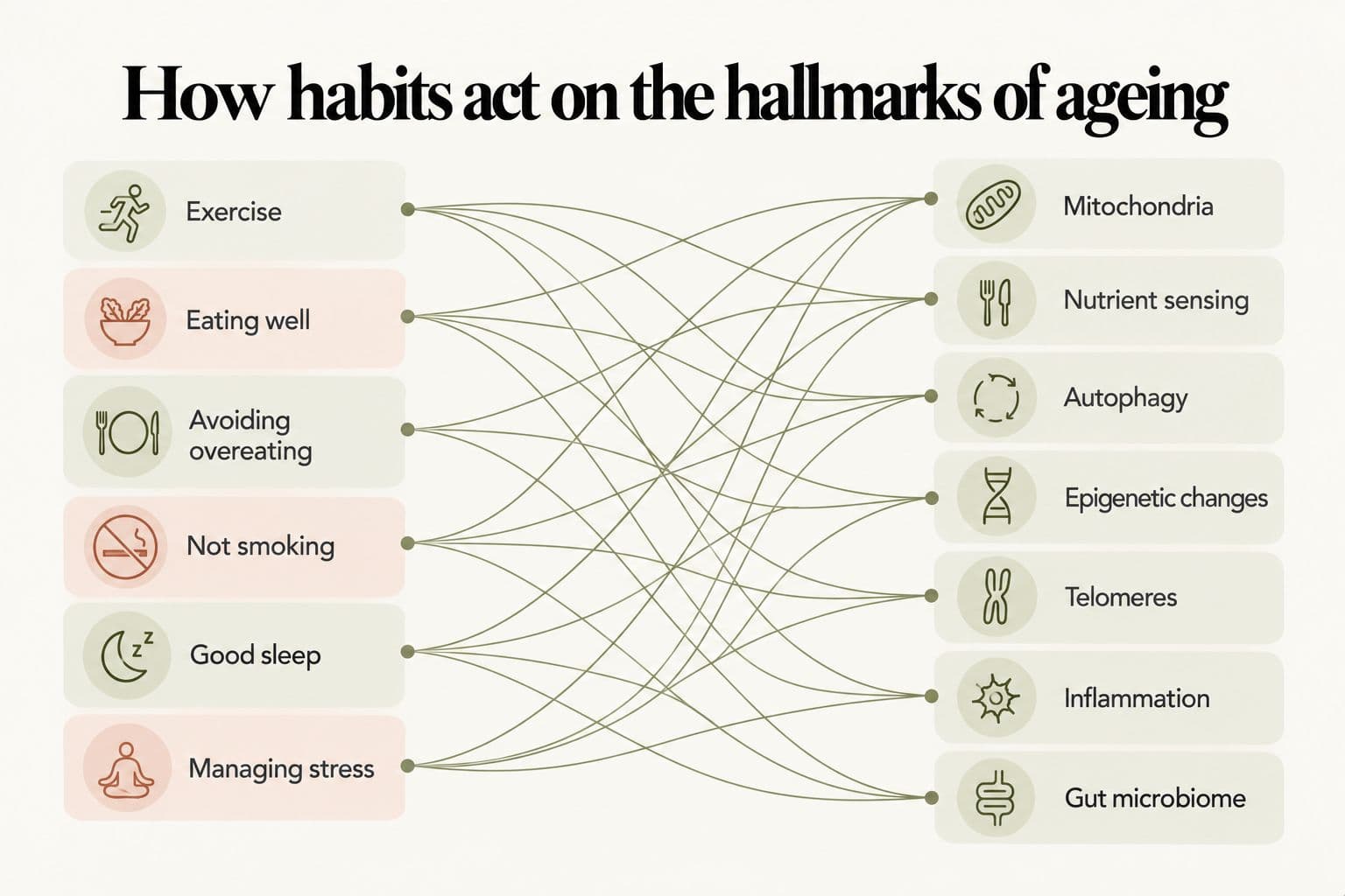 Matrix diagram, how habits act on the hallmarks of ageing: exercise, eating well, avoiding overeating, not smoking, good sleep and managing stress connect by a web of lines to mitochondria, nutrient sensing, autophagy, epigenetic changes, telomeres, inflammation and the gut microbiome