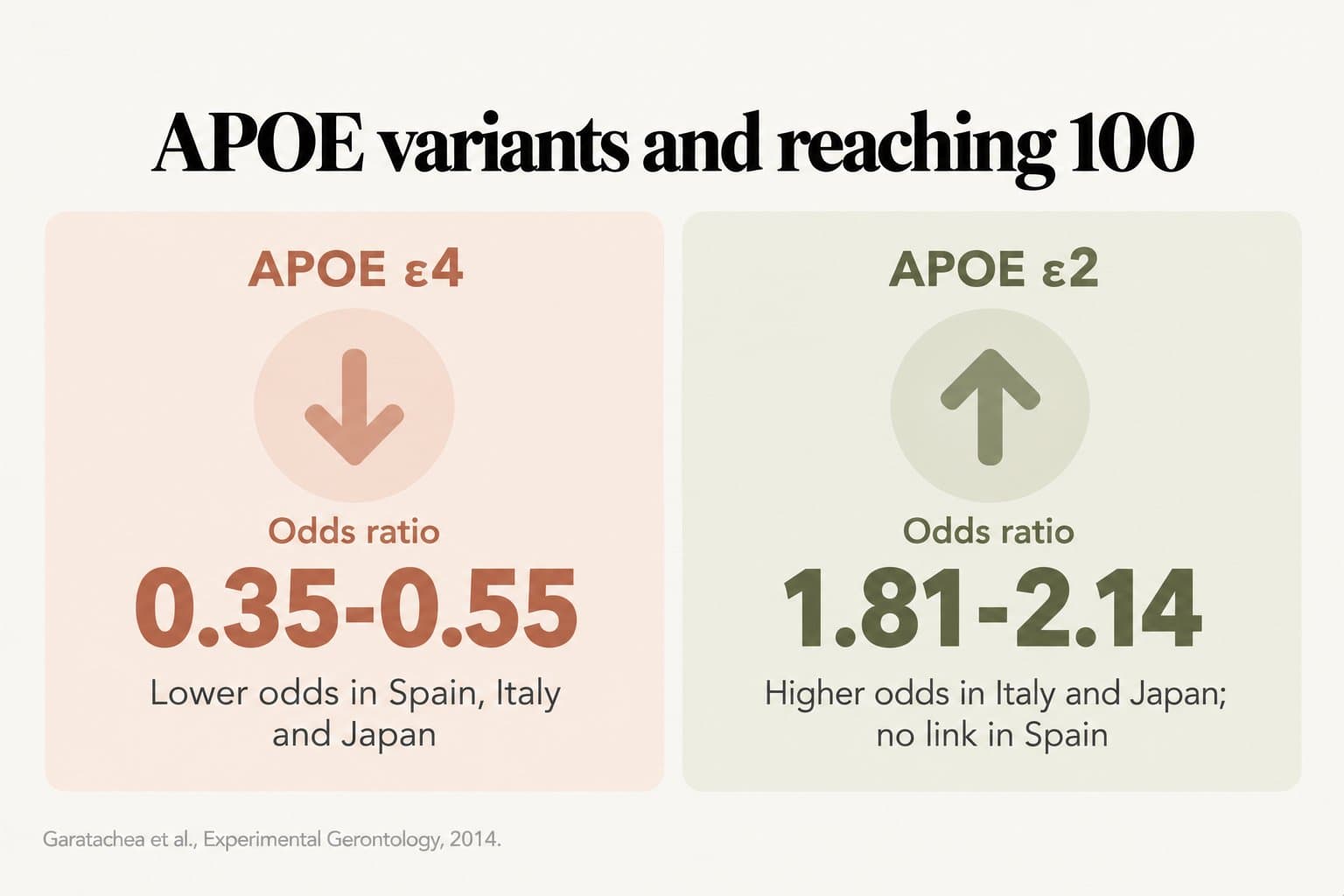 Two-panel comparison, APOE variants and reaching 100: APOE ε4 was linked to lower odds (odds ratios 0.35-0.55) in Spain, Italy and Japan, while APOE ε2 was linked to higher odds (1.81-2.14) in Italy and Japan, with no link in Spain (Garatachea et al., Experimental Gerontology, 2014)