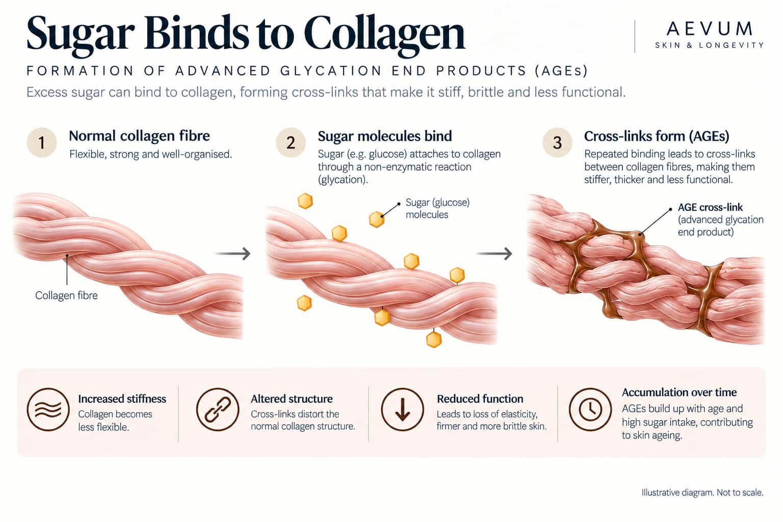 A diagram showing sugar molecules binding to a collagen fibre, forming cross-links that stiffen and deform its normal structure