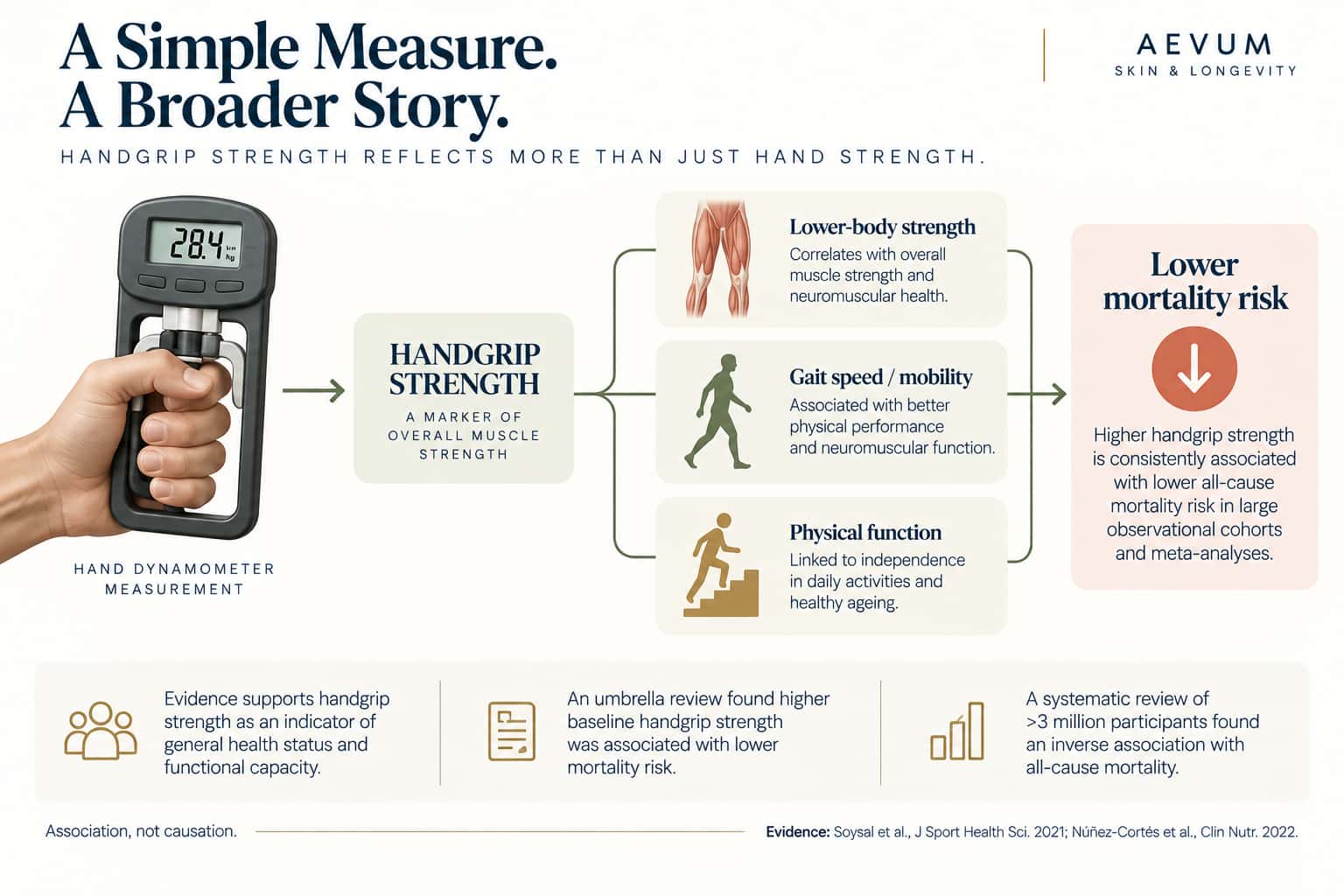 A diagram showing a hand dynamometer measurement connecting to broader markers of whole-body neuromuscular health and mortality risk
