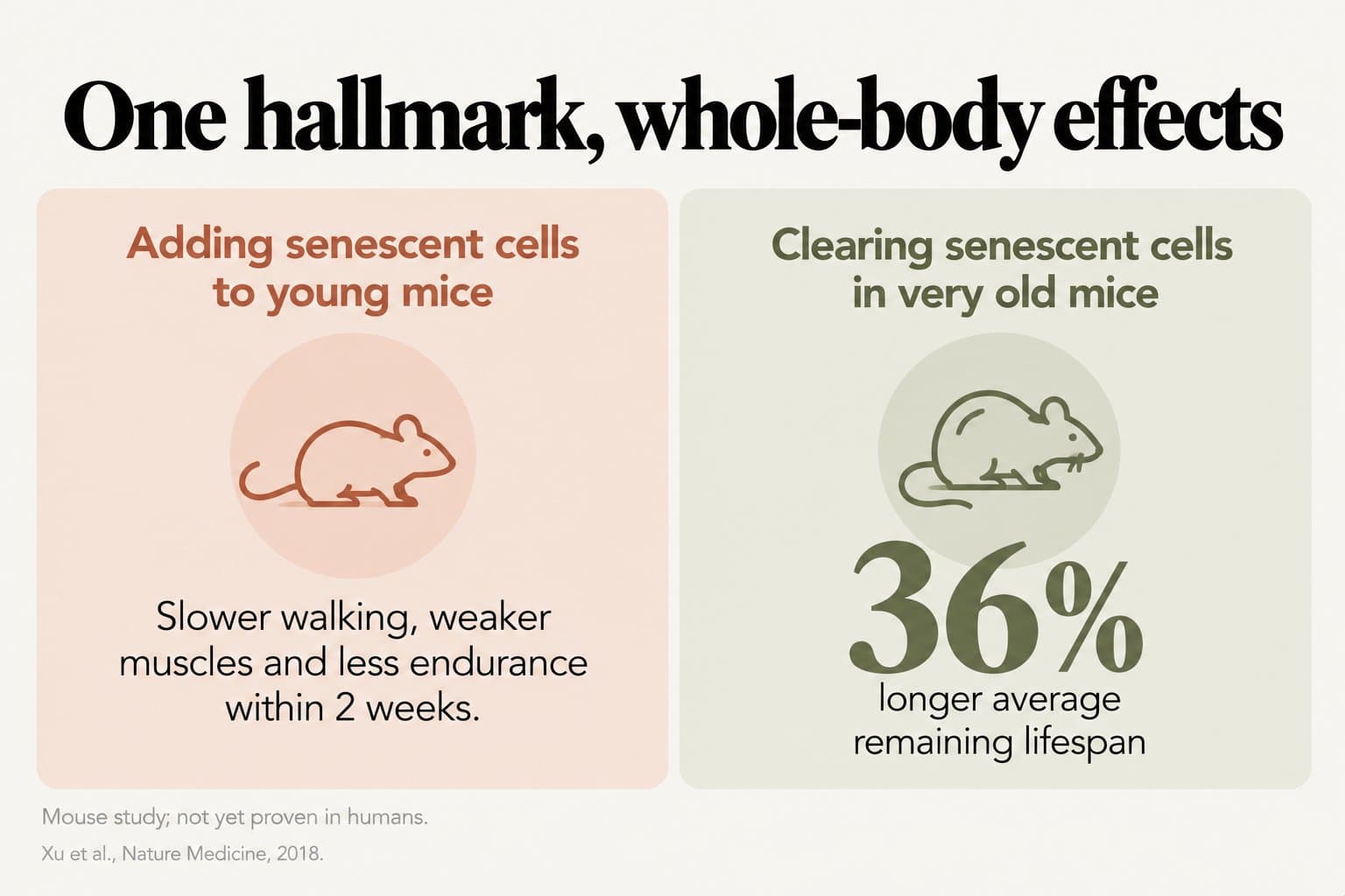 Two-panel infographic, one hallmark, whole-body effects: adding senescent cells to young mice caused slower walking, weaker muscles and less endurance within 2 weeks, while clearing senescent cells in very old mice gave a 36% longer average remaining lifespan; mouse study, not yet proven in humans (Xu et al., Nature Medicine, 2018)