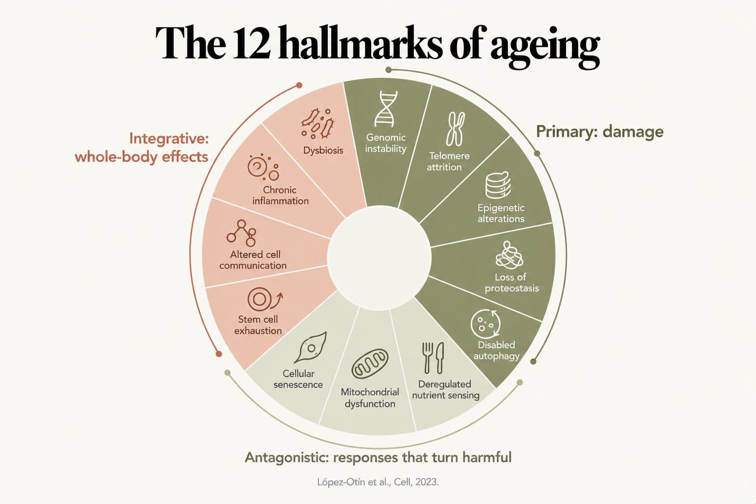 Circular diagram, the 12 hallmarks of ageing: five primary hallmarks (damage): genomic instability, telomere attrition, epigenetic alterations, loss of proteostasis and disabled autophagy; three antagonistic hallmarks (responses that turn harmful): deregulated nutrient sensing, mitochondrial dysfunction and cellular senescence; and four integrative hallmarks (whole-body effects): stem cell exhaustion, altered cell communication, chronic inflammation and dysbiosis (López-Otín et al., Cell, 2023)