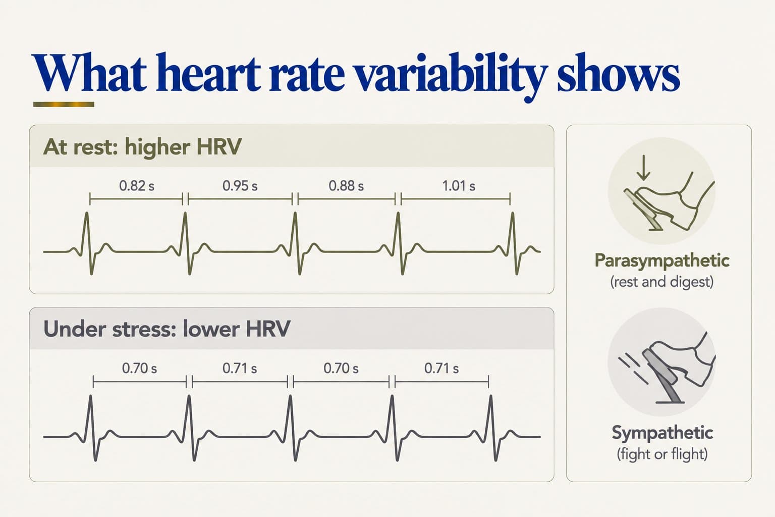Diagram, what heart rate variability shows: at rest, gaps between heartbeats vary (0.82, 0.95, 0.88 and 1.01 seconds), meaning higher HRV; under stress, beats are closer and almost even (0.70 and 0.71 seconds), meaning lower HRV. The parasympathetic system (rest and digest) acts as the brake and the sympathetic system (fight or flight) as the accelerator