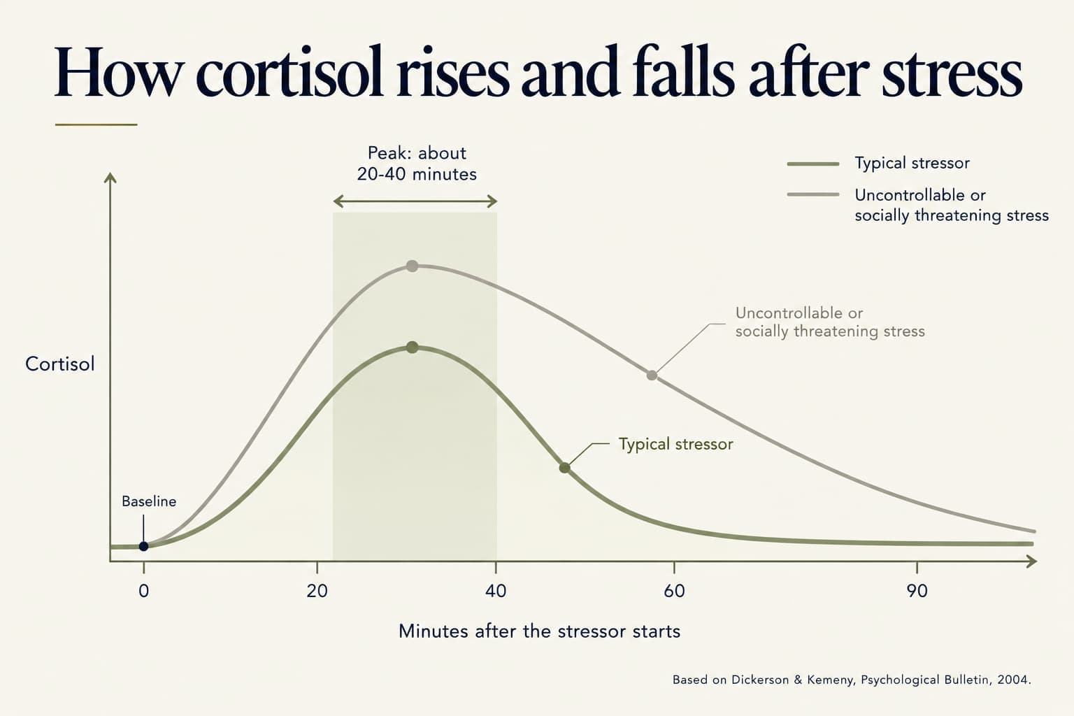 Line chart of cortisol after a stressor starts: a typical stressor peaks at about 20-40 minutes and returns close to baseline by around 60 minutes, while uncontrollable or socially threatening stress rises higher and recovers more slowly (based on Dickerson & Kemeny, Psychological Bulletin, 2004)