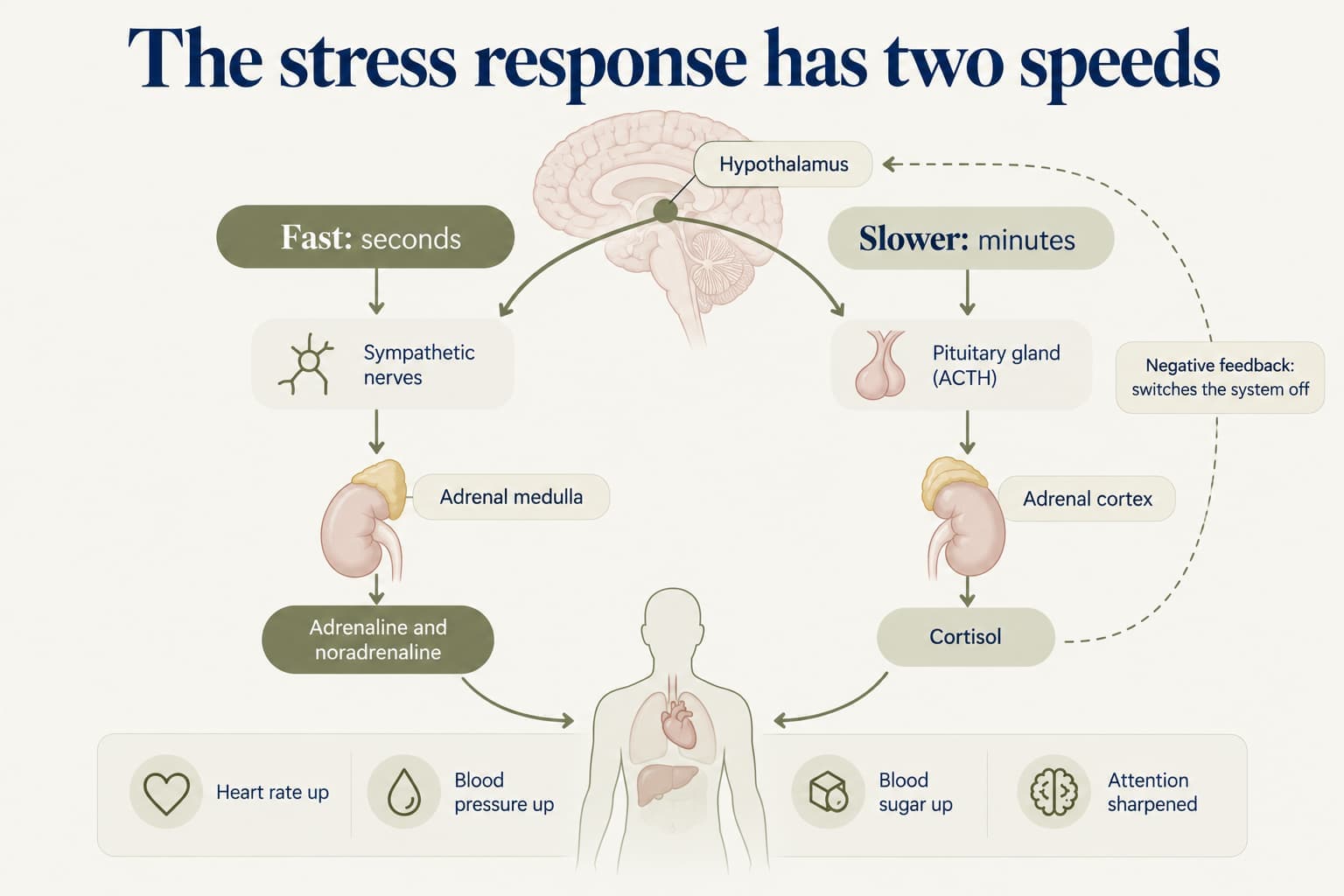 Diagram of the two-speed stress response: the hypothalamus triggers a fast pathway in seconds (sympathetic nerves, adrenal medulla, adrenaline and noradrenaline) and a slower pathway in minutes (pituitary gland and ACTH, adrenal cortex, cortisol), raising heart rate, blood pressure and blood sugar and sharpening attention; cortisol feeds back to switch the system off