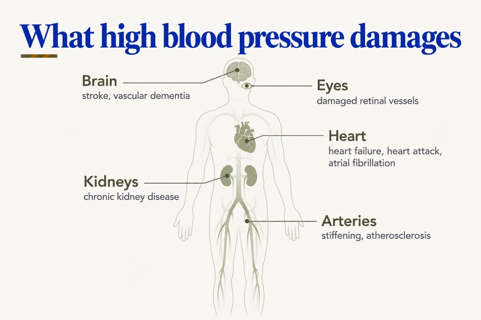 Body diagram, what high blood pressure damages: brain (stroke, vascular dementia), eyes (damaged retinal vessels), heart (heart failure, heart attack, atrial fibrillation), kidneys (chronic kidney disease) and arteries (stiffening, atherosclerosis)