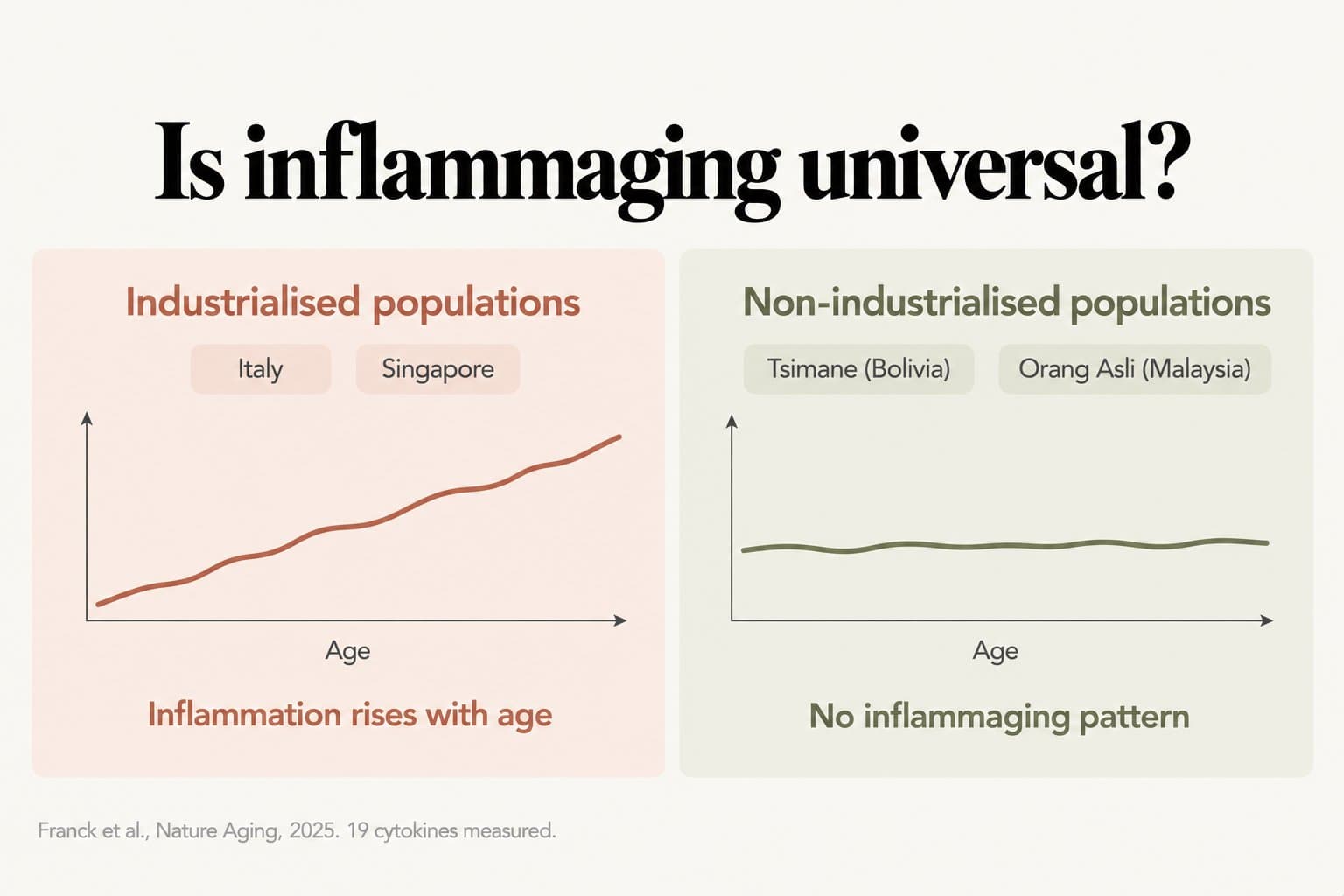 Comparison, is inflammaging universal? In industrialised populations in Italy and Singapore inflammation rises with age, while in the non-industrialised Tsimane (Bolivia) and Orang Asli (Malaysia) there is no inflammaging pattern (Franck et al., Nature Aging, 2025, 19 cytokines measured)