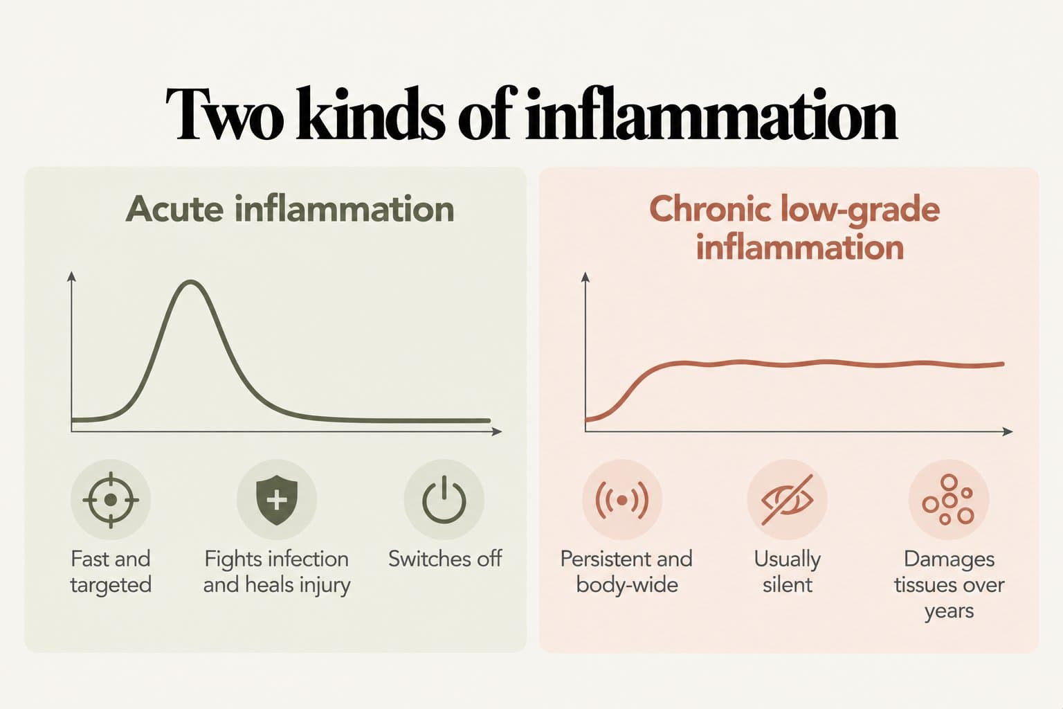 Comparison diagram, two kinds of inflammation: acute inflammation is fast and targeted, fights infection and heals injury, then switches off; chronic low-grade inflammation is persistent and body-wide, usually silent, and damages tissues over years