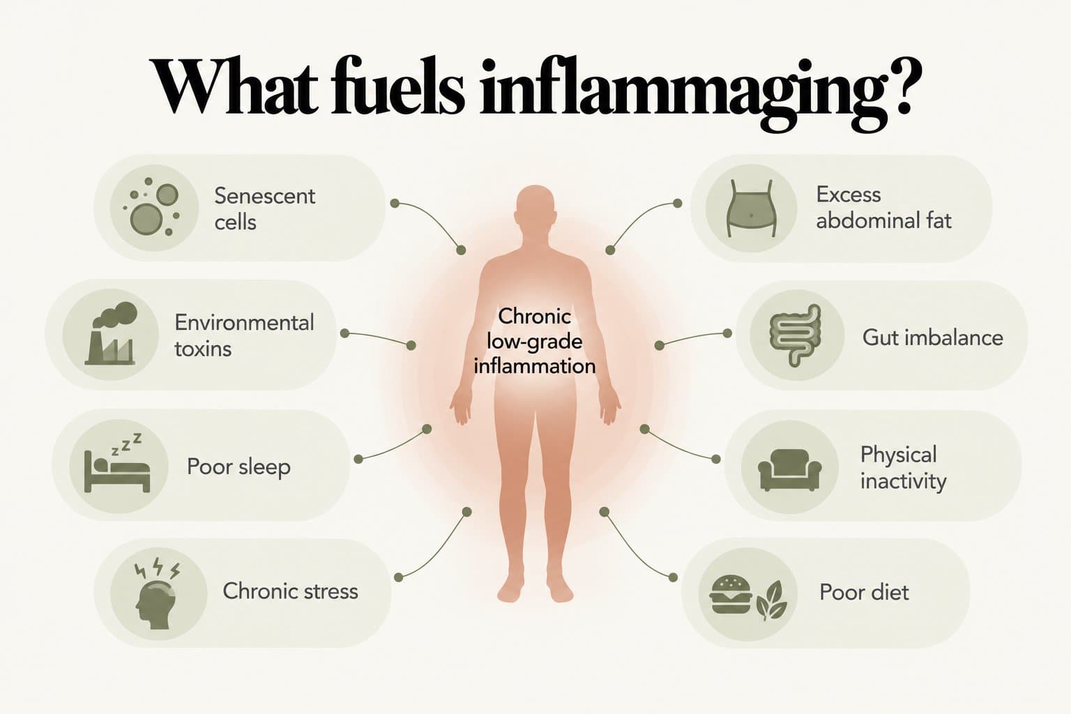 Radial diagram, what fuels inflammaging? Senescent cells, environmental toxins, poor sleep, chronic stress, excess abdominal fat, gut imbalance, physical inactivity and poor diet all feed chronic low-grade inflammation
