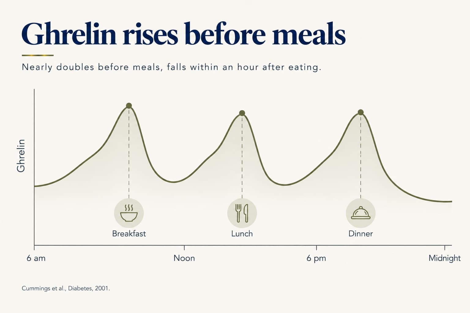Line chart of ghrelin from 6 am to midnight: it rises to a peak just before breakfast, lunch and dinner and falls after each meal; it nearly doubles before meals and falls within an hour after eating (Cummings et al., Diabetes, 2001)