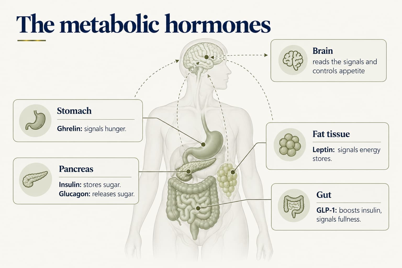 Diagram of the metabolic hormones: the pancreas makes insulin (stores sugar) and glucagon (releases sugar), the stomach makes ghrelin (signals hunger), fat tissue makes leptin (signals energy stores), and the gut makes GLP-1 (boosts insulin, signals fullness); the brain reads the signals and controls appetite