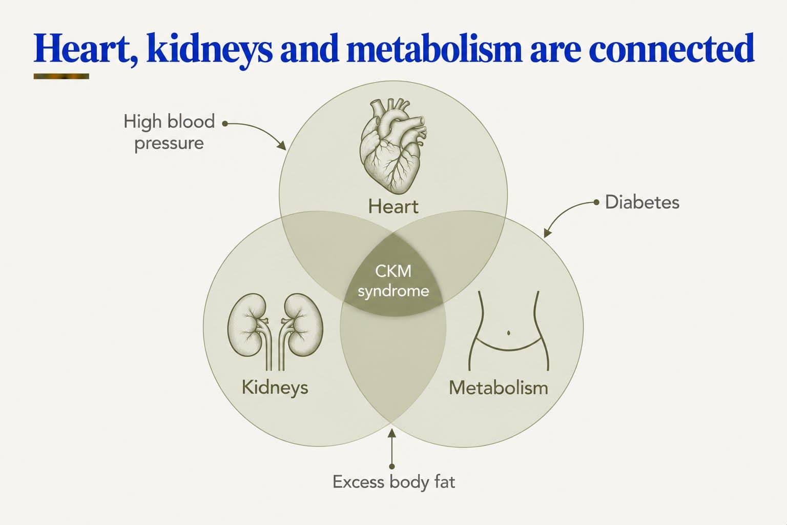 Venn diagram, heart, kidneys and metabolism are connected: three overlapping circles for heart, kidneys and metabolism meet at CKM syndrome, with high blood pressure, diabetes and excess body fat feeding into them