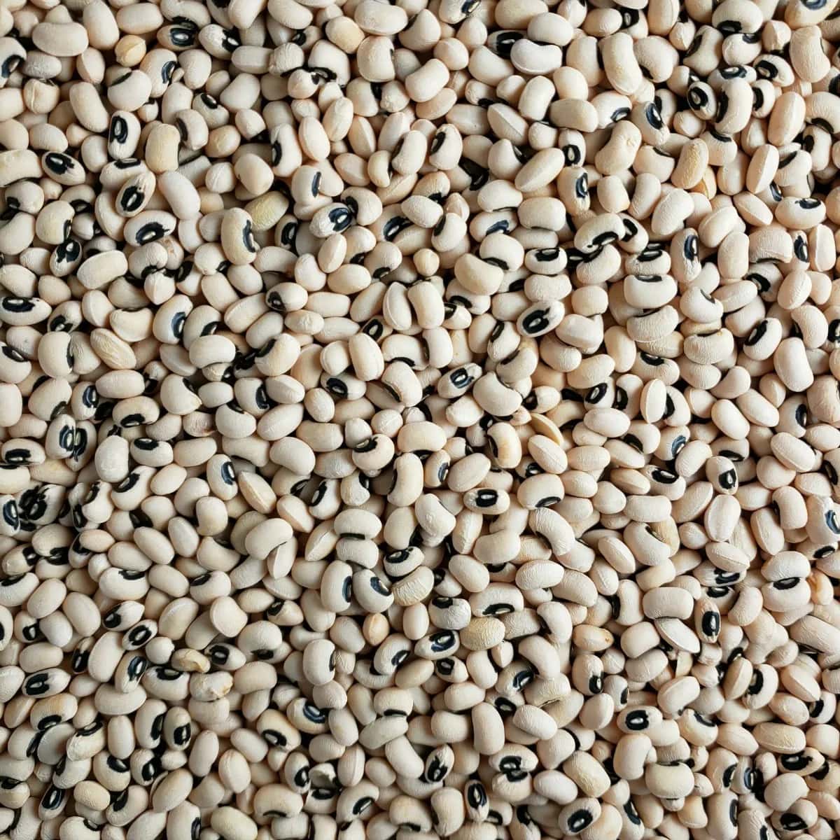 Dried cowpeas / black-eyed peas