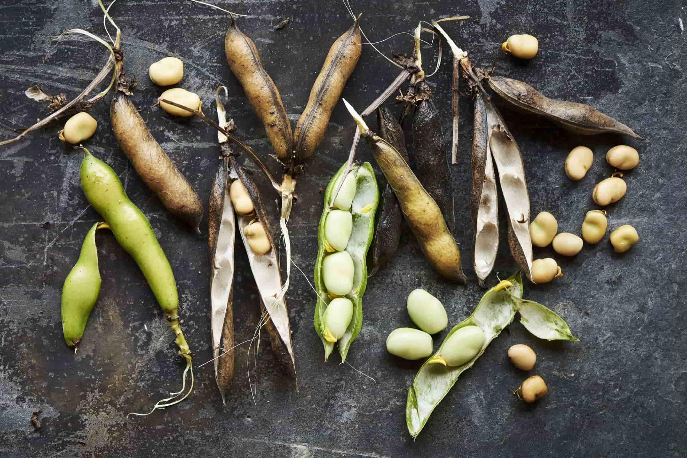 Fresh and dried broad beans / fava beans