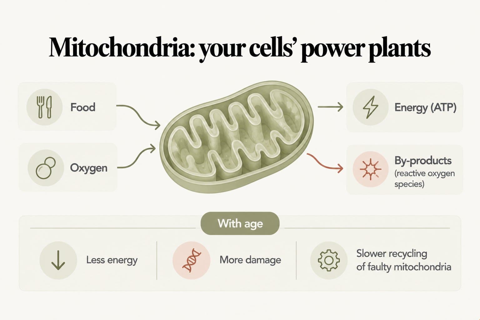 Diagram, mitochondria: your cells' power plants. Food and oxygen flow into a mitochondrion, which produces energy (ATP) and by-products called reactive oxygen species; with age come less energy, more damage and slower recycling of faulty mitochondria