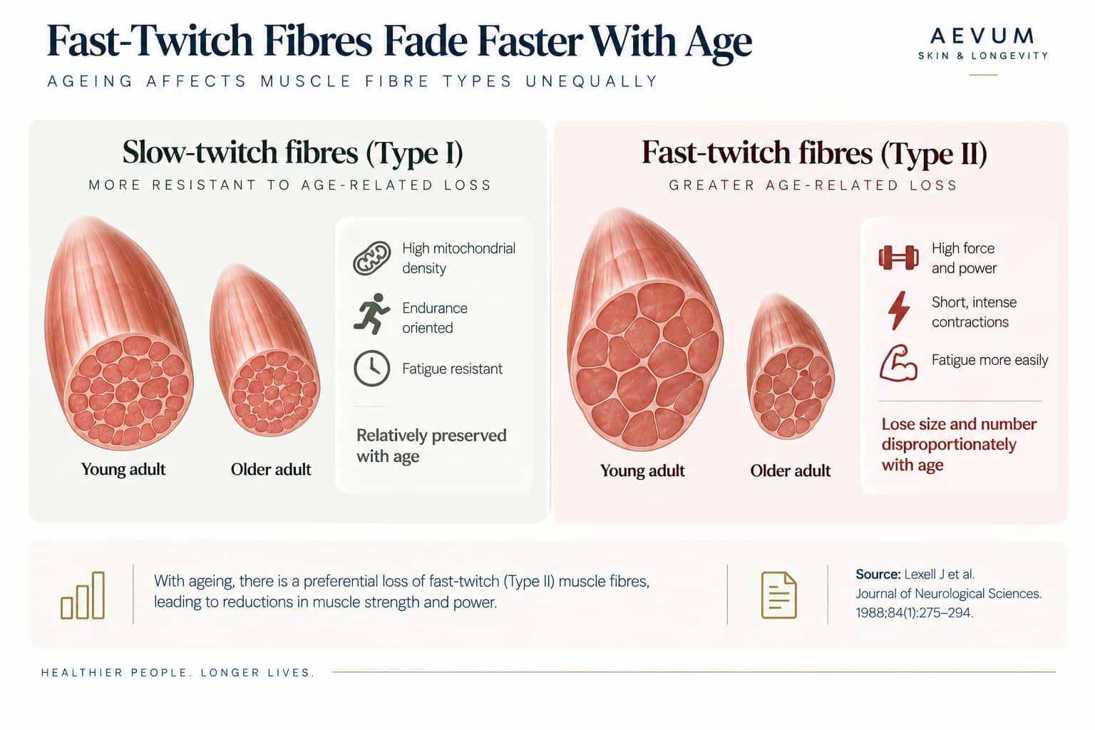 Diagram comparing slow-twitch and fast-twitch muscle fibres side by side, illustrating the disproportionate size loss in fast-twitch fibres with age