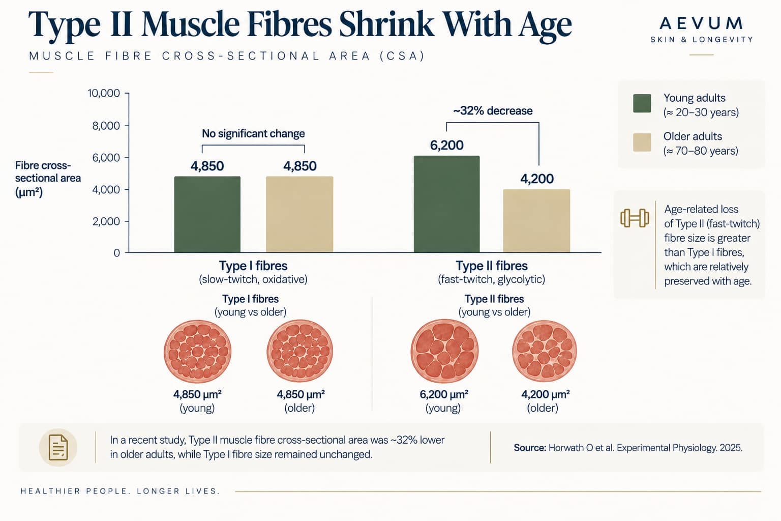 Bar chart comparing Type I and Type II fibre cross-sectional area between young and older adults: Type I unchanged at 4,850 µm² in both groups, Type II decreasing from 6,200 to 4,200 µm² (~32% decrease)