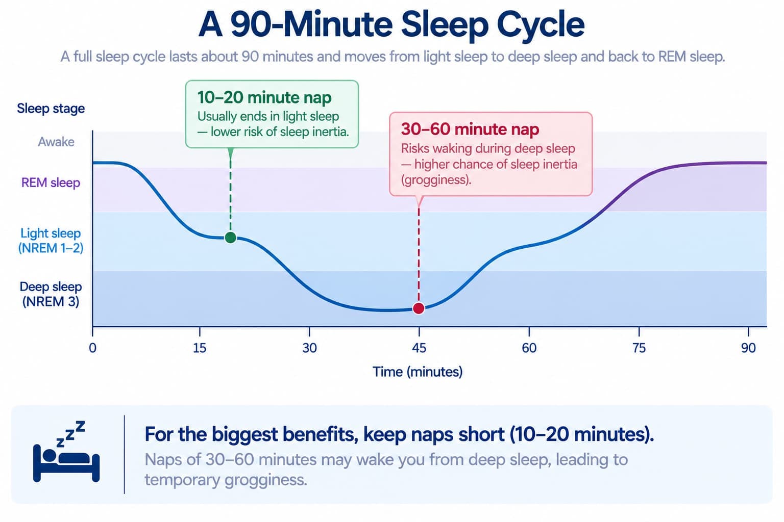 A diagram showing a full 90-minute sleep cycle, marking where a 10-20 minute nap ends versus where a 30-60 minute nap risks waking mid-deep-sleep